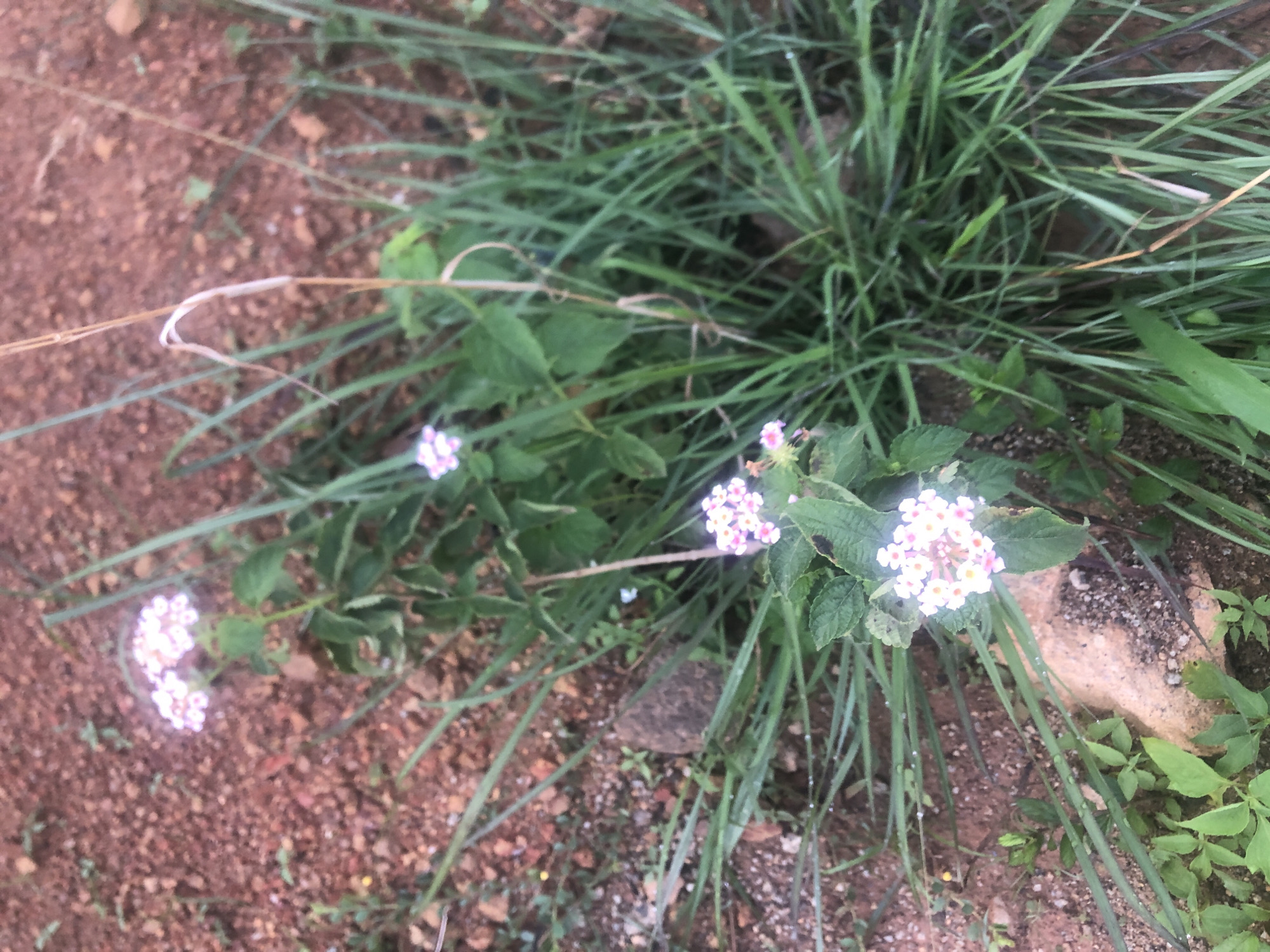 A cluster of small, pale pink and white flowers with green leaves grows amongst tall green grass. The ground is covered in reddish-brown soil with some scattered pebbles and small green sprouts. A large, light-colored rock is partially visible in the lower right portion of the image. The scene appears to be outdoors in a natural setting, likely in a rural or semi-rural area. This scene is located in Bar Jirgi Summa, Nigeria.