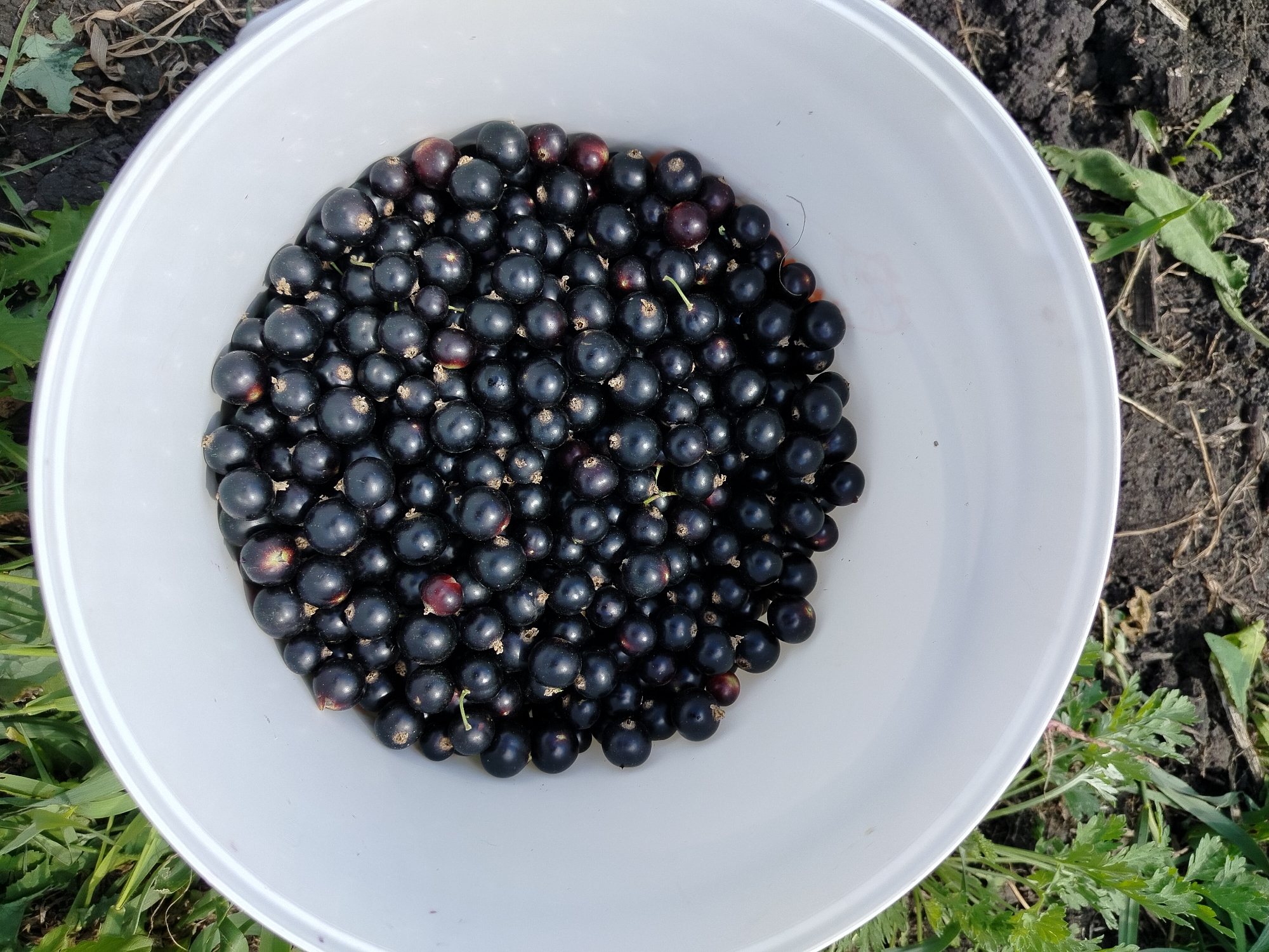 A white bucket overflows with ripe black currants. The bucket is placed on the ground amidst dry earth and green foliage. The currants are plump and dark, with a few showing hints of red or purple. The overall scene suggests a harvest in progress, likely in a rural setting.