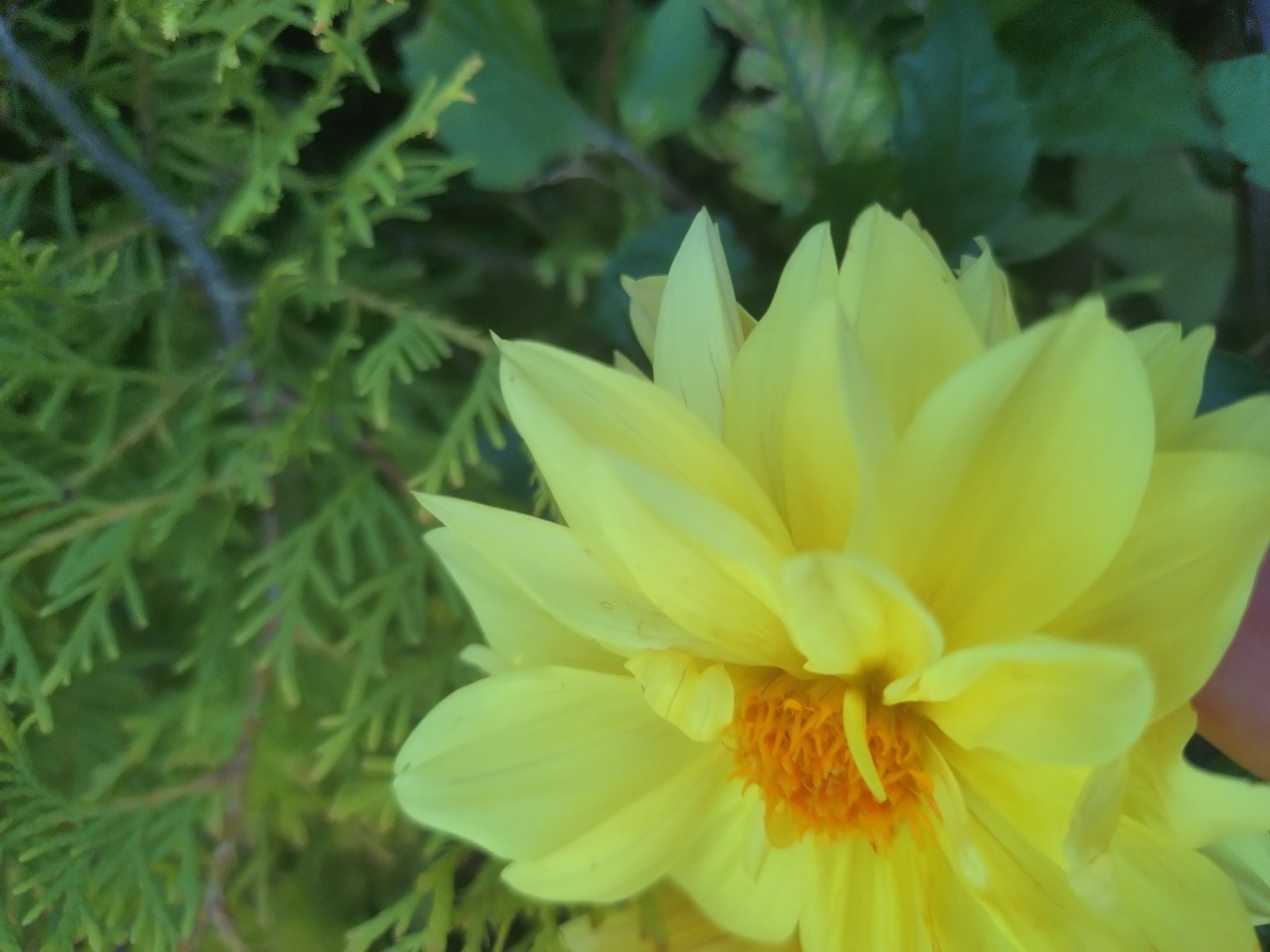 The image is a close-up, slightly blurry, outdoor shot of a bright yellow dahlia flower. The flower is in focus, with its vibrant yellow petals and orange center clearly visible. The petals are layered and slightly curled, creating a sense of depth. To the left of the flower, a blurred background of green foliage can be seen, likely from a nearby plant or bush. The lighting suggests it might be daytime, with a natural, soft light illuminating the flower. The overall mood is peaceful and natural, highlighting the beauty of the flower. The image appears to be taken in Stara Zagora, Bulgaria, though no specific landmarks or text are visible to confirm this.