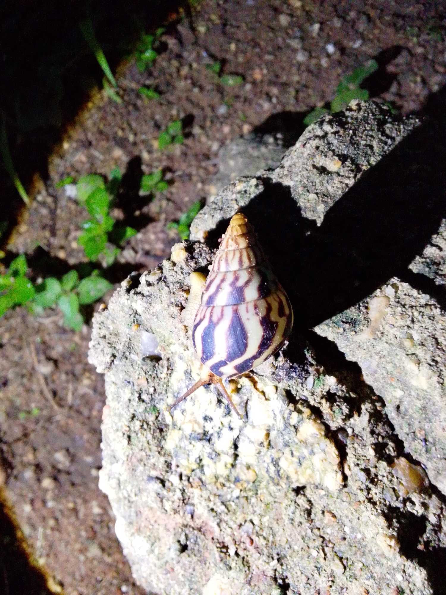 A single terrestrial snail is positioned on a rough, textured gray rock. The snail has a spiral shell with alternating bands of cream and dark brown. Its body is visible, with two visible tentacles extended forward. The rock is situated on dark, loamy soil with scattered small green plants and debris. The lighting appears artificial, casting a strong shadow from the rock and snail across the scene. The location is described as Unknown, Unknown.