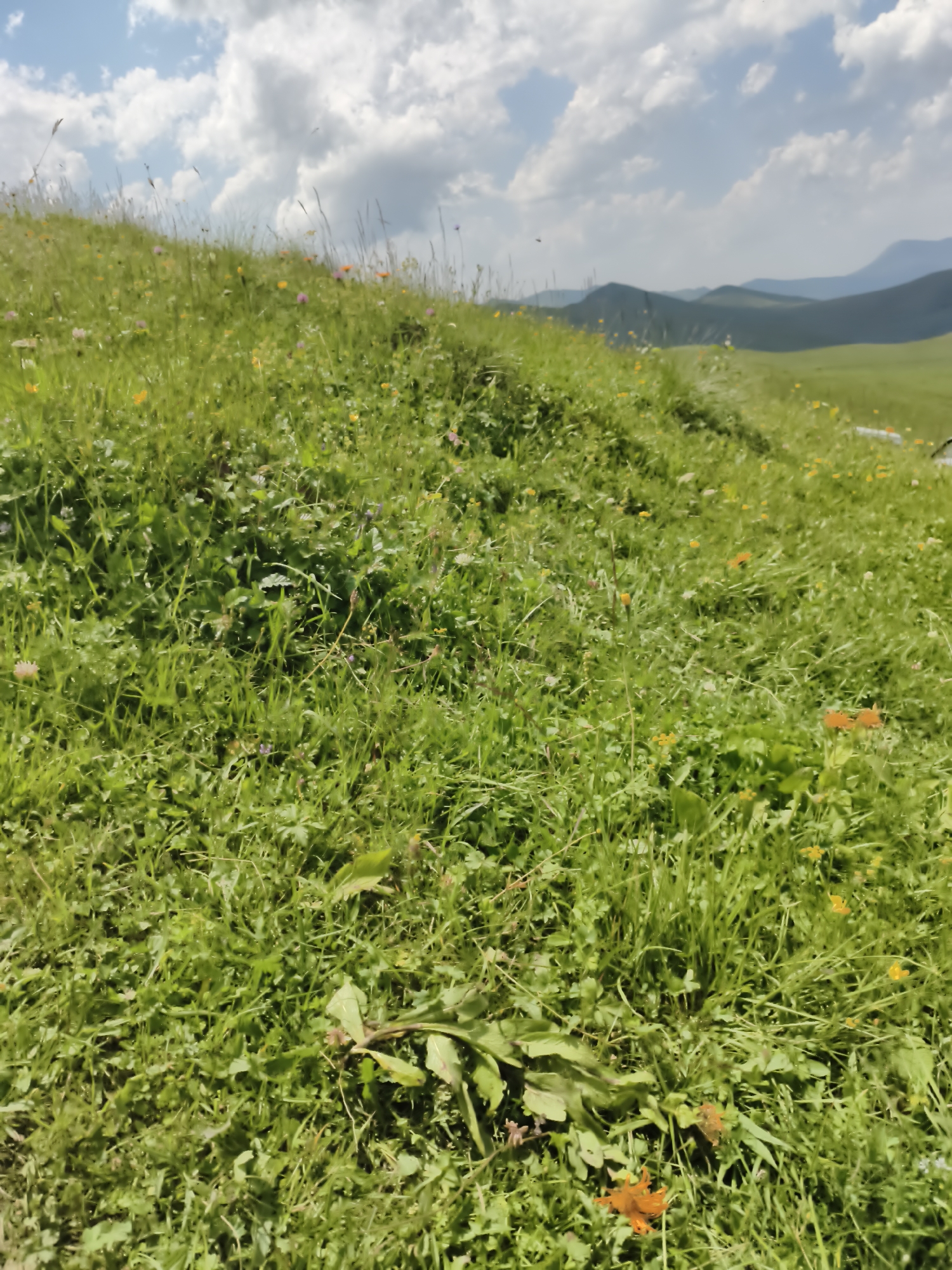 The image shows a lush, green meadow dotted with small yellow and orange flowers, set against a backdrop of rolling hills under a partly cloudy sky. The foreground is dominated by the dense grass and flora, with some larger leaves visible at the bottom. The middle ground features a gentle slope leading into the distance, where more hills are visible, fading into a hazy blue. The sky is a mix of blue and white clouds. The scene appears to be a natural landscape, likely a pasture or undeveloped area. There are no people or man-made structures explicitly visible. This description is based solely on the visual content of the image.