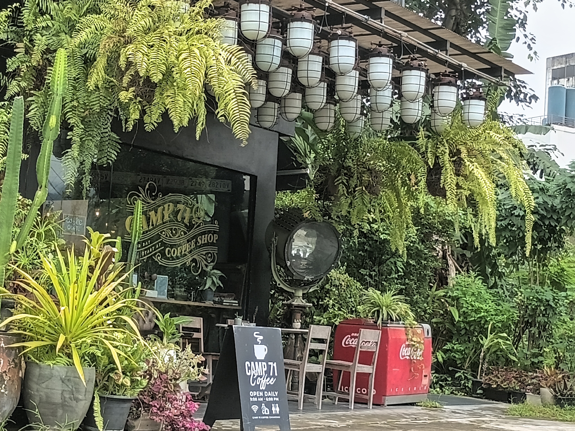 The image captures the exterior of "CAMP 71 Coffee Shop" in Chiang Mai City Municipality, Thailand. The shop features a black facade with large windows displaying the interior. A prominent sign on the window reads "CAMP 71 COFFEE SHOP". Hanging above the entrance are rows of industrial-style pendant lights with white glass globes and metal cages. Lush green ferns and other plants cascade from planters and hang overhead, creating a vibrant, verdant atmosphere. In the foreground, to the left, are several potted plants, including a tall cactus. To the right, a red Coca-Cola branded cooler stands next to two wooden chairs. A black A-frame sign in front of the chairs displays the coffee shop's name, logo, operating hours ("OPEN DAILY 9:00 AM - 6:00 PM"), and various icons. A large, vintage spotlight is positioned near the entrance. The overall scene suggests a cozy, nature-infused coffee shop setting.