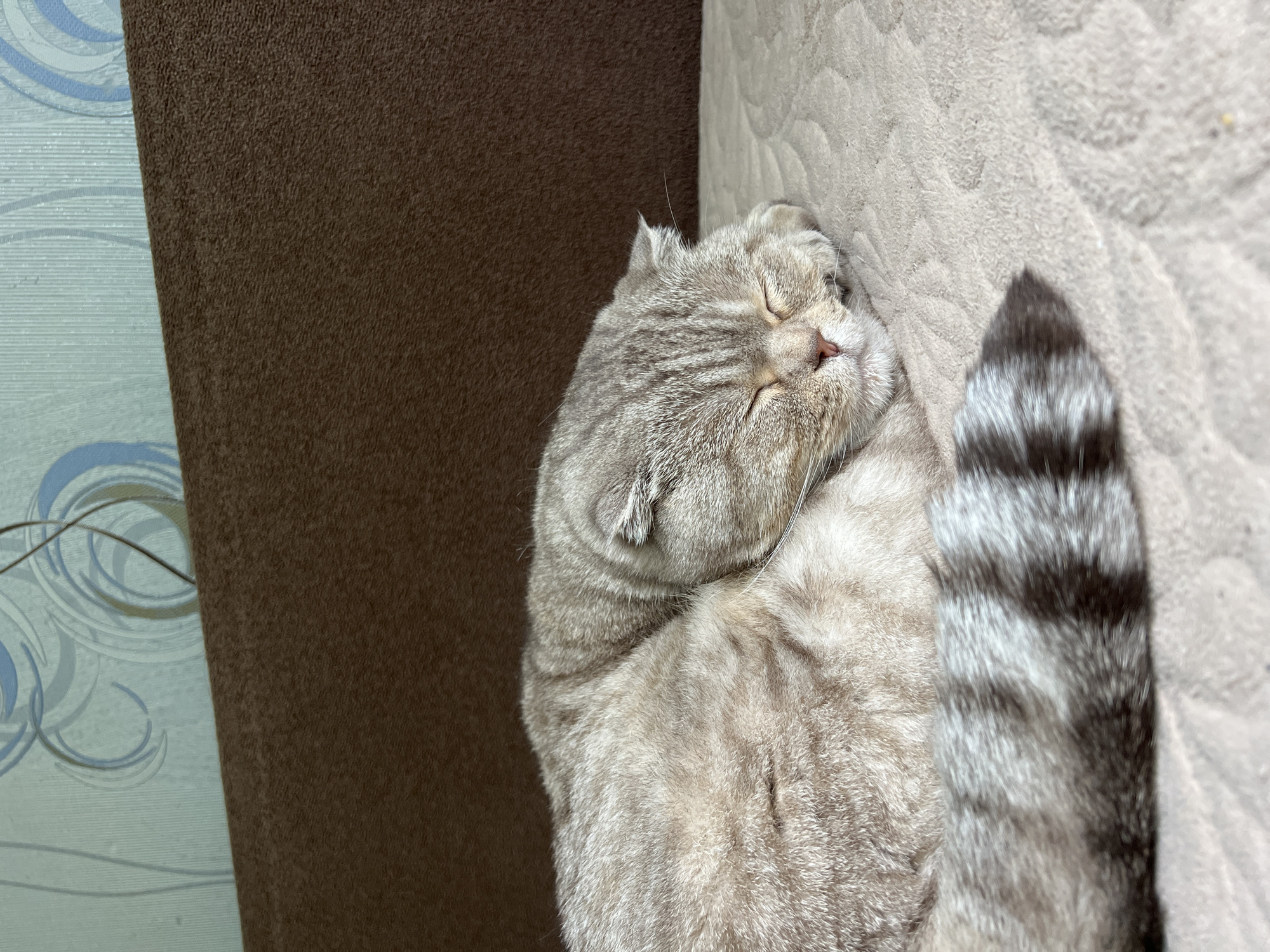 The image depicts a silver tabby Scottish Fold cat sleeping on a beige fabric surface. The cat's eyes are closed, and its tail, which is also silver tabby with dark stripes, is curled around its body. Part of a brown upholstered object is visible on the left side of the frame, adjacent to patterned wallpaper. The setting appears to be indoors. The location provided is Chaikovsky, Russia, although there's no information in the image to confirm or deny that claim.