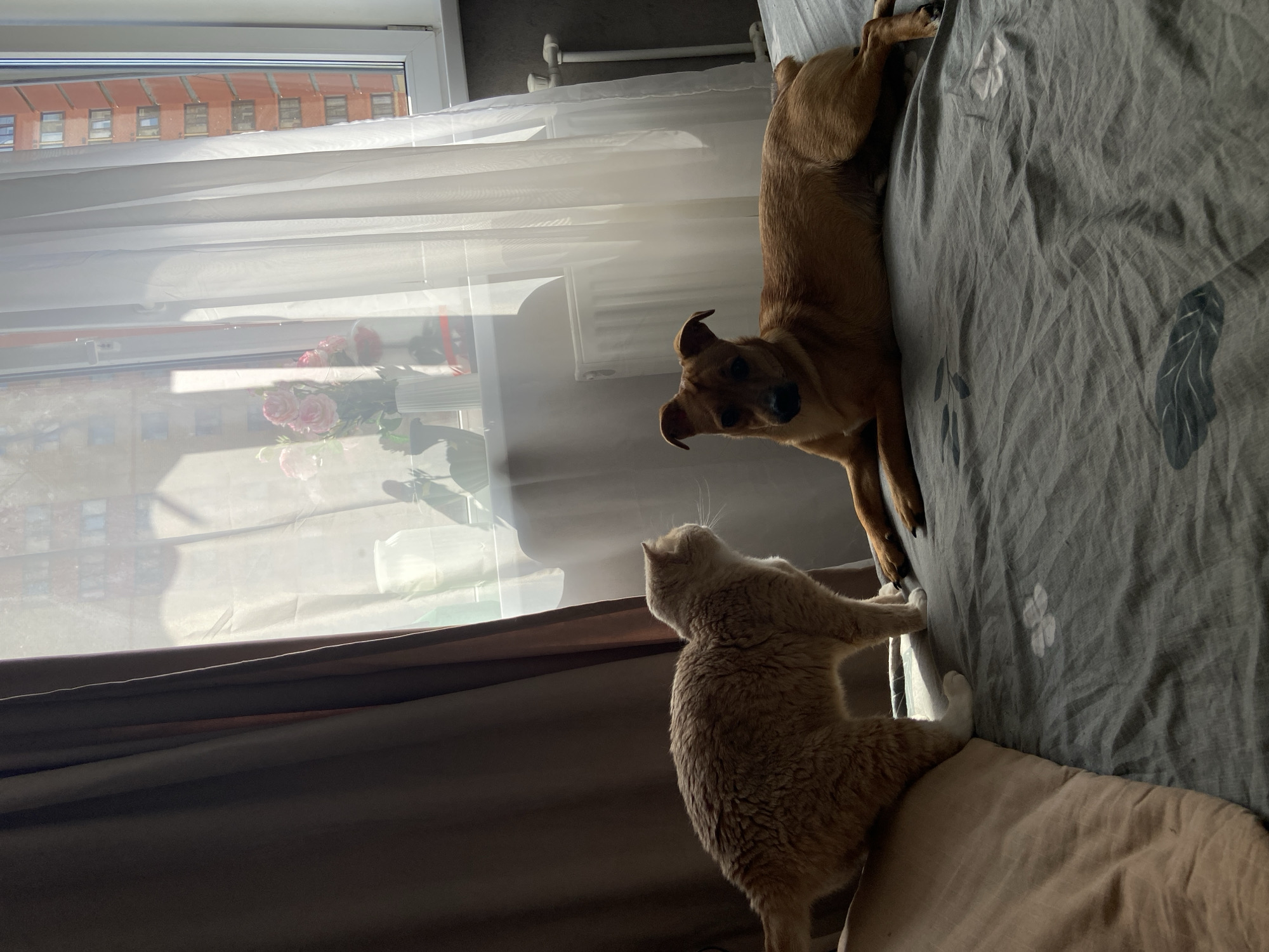 A brown dog is sprawled on a gray bed with leaf patterns. A light orange cat is standing near the dog and looking out of a window. A building is visible through the window. The location is Дядьково, Russia.