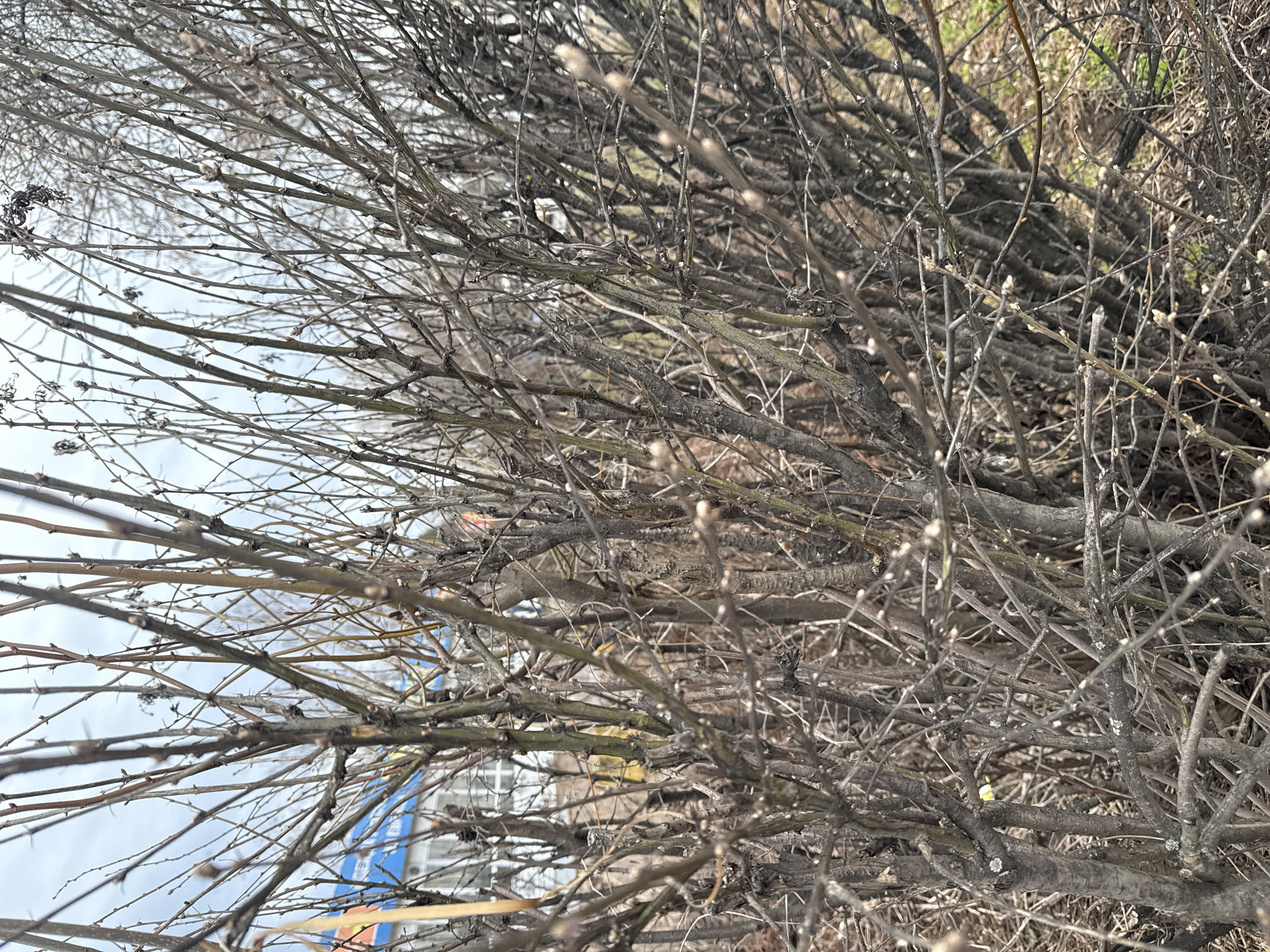 The image depicts a dense network of bare tree branches against a backdrop of a pale sky. The branches are varying shades of brown and gray, with some showing small buds or sprouts. In the background, faint hints of buildings are visible, suggesting an urban or suburban location. The overall scene conveys a sense of late winter or early spring. The exact location is Unknown, Unknown, and there are no people visible in the image.