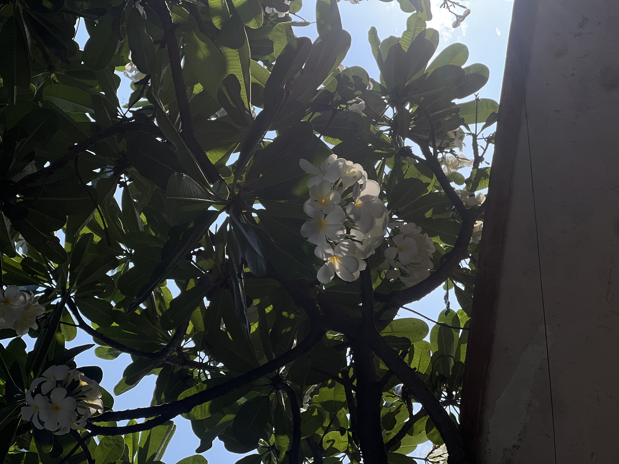 The image shows a low-angle view looking up into a plumeria tree with white flowers and large, green leaves. The branches and leaves partially obscure a bright, blue sky. To the right of the frame is a section of a light gray wall. The location is likely in a tropical climate due to the type of vegetation. Given the prompt, the location is inferred to be in Nam Nha Trang Ward, Vietnam. No people are visible. The focus is on the plant life and sky.