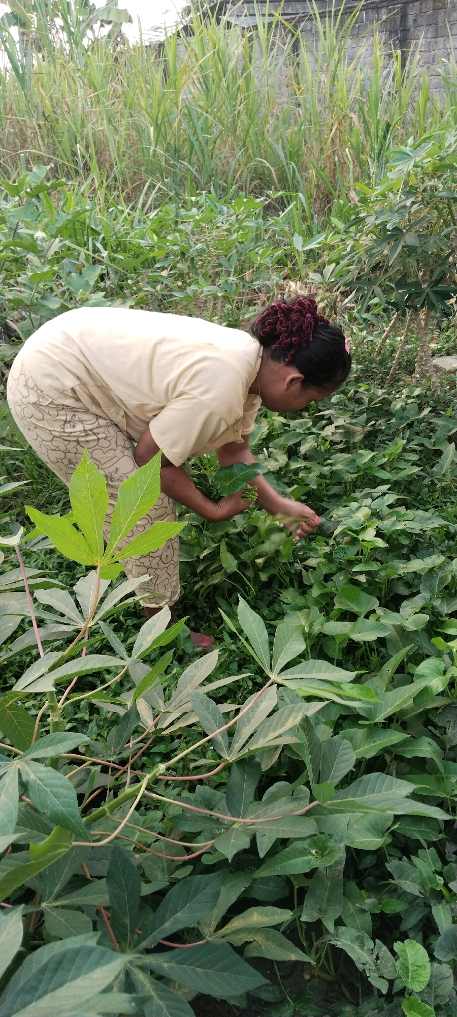 In Tanjung Ratu Ilir, Indonesia, a woman is seen tending to a garden. She is bent over, her right hand reaching into the dense foliage of leafy green plants. She is wearing a light-colored t-shirt and patterned pants. The garden is lush with various types of vegetation, including tall grasses in the background and what appear to be cassava plants with their distinctive palmate leaves in the foreground. A brick wall is visible behind the grasses. The scene suggests a rural or semi-rural setting within the city.