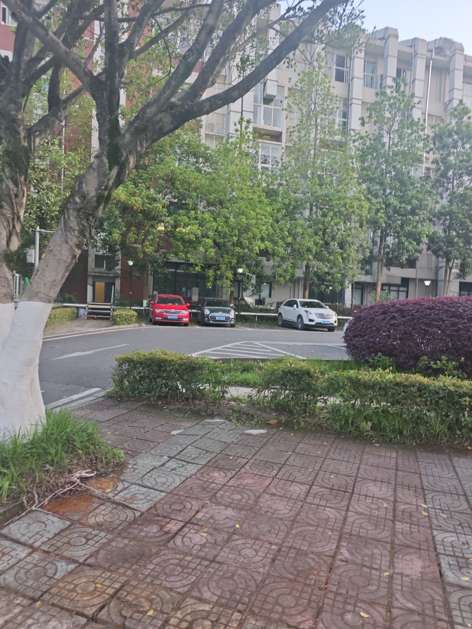 The image shows a street scene in the Chongqing High-tech Zone, China. The foreground features a paved sidewalk with patterned tiles. A large tree with a painted white trunk is on the left, and various bushes and low hedges border the sidewalk.
Beyond the sidewalk is a street with three parked cars: a red sedan, a gray vehicle, and a white SUV. The cars are parked perpendicular to the road, facing a building in the background. The building appears to be a multi-story residential or commercial structure with light-colored facade. Several trees with green foliage are scattered between the cars and the building. A large, rounded purple bush is to the right of the white SUV. The sky is overcast.