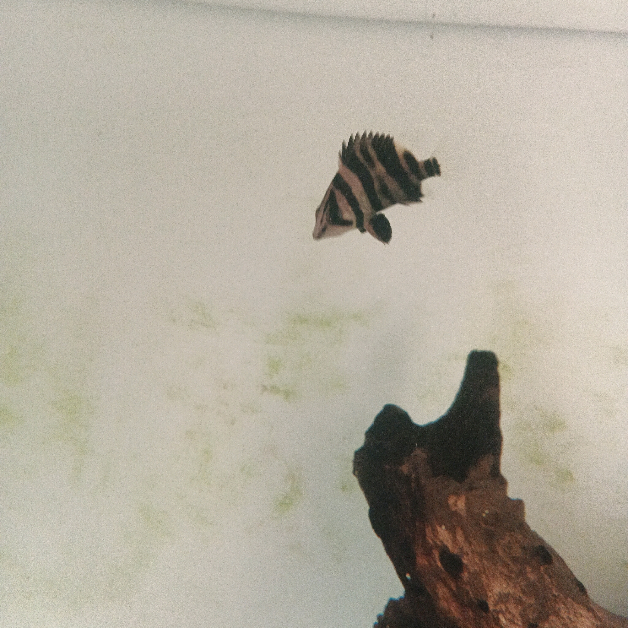 A fish with black and yellow stripes swims in front of a light-colored, mottled background. To the right, a dark brown, textured object, possibly driftwood, is partially visible. The image appears to be taken underwater in an aquarium or natural body of water. The location in Bocek, Indonesia is not discernible from the visual information provided.