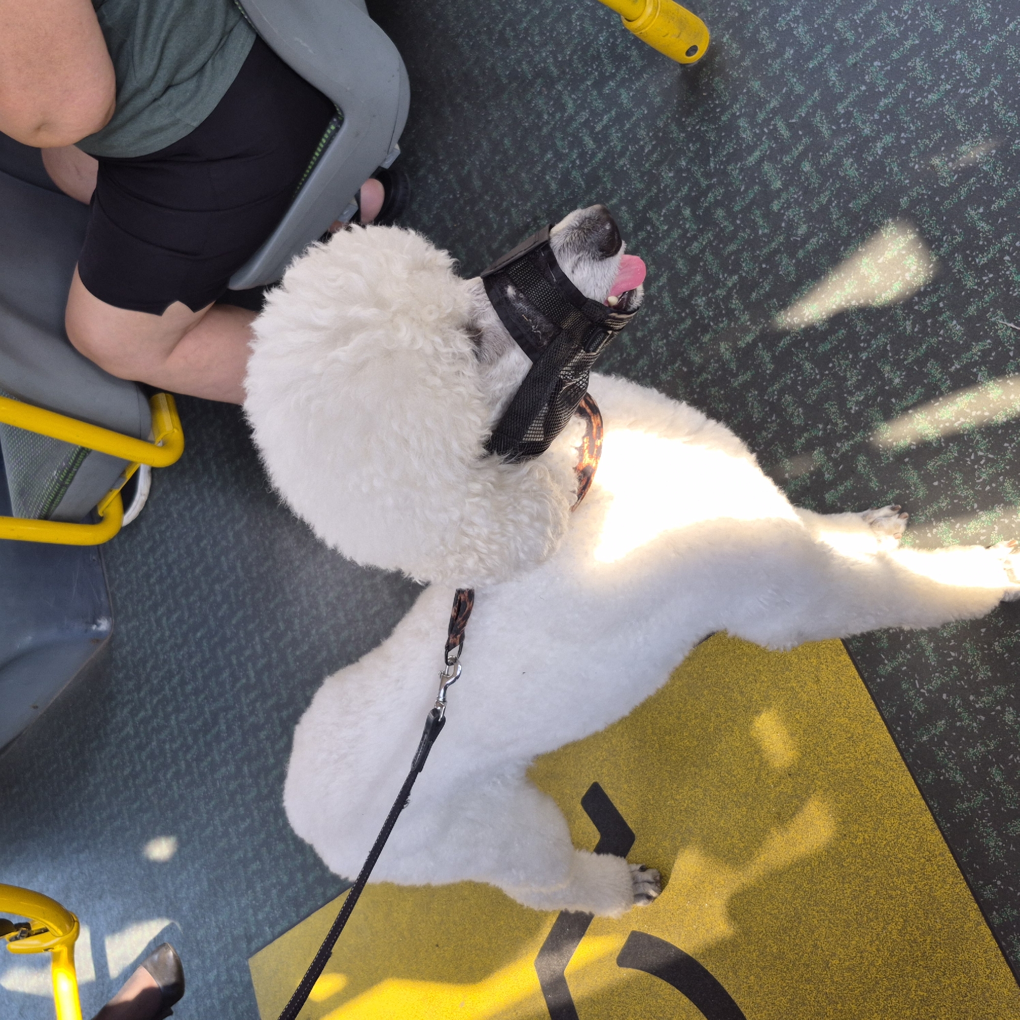 A white poodle wearing a muzzle stands on a yellow and black patterned floor, likely in a public transport vehicle. The dog is facing right, with its pink tongue sticking out. A black leash is attached to its collar. Sunlight creates dappled shadows on the floor. In the background, a person is seated on a grey seat with yellow railings, wearing black shorts and a green t-shirt. Another person's legs and feet are visible on the left side of the image, wearing dark shoes. The floor has a dark green carpet-like texture with a pattern. The scene appears to be indoors, possibly on a bus or train, in the city of Gdańsk, Poland.
