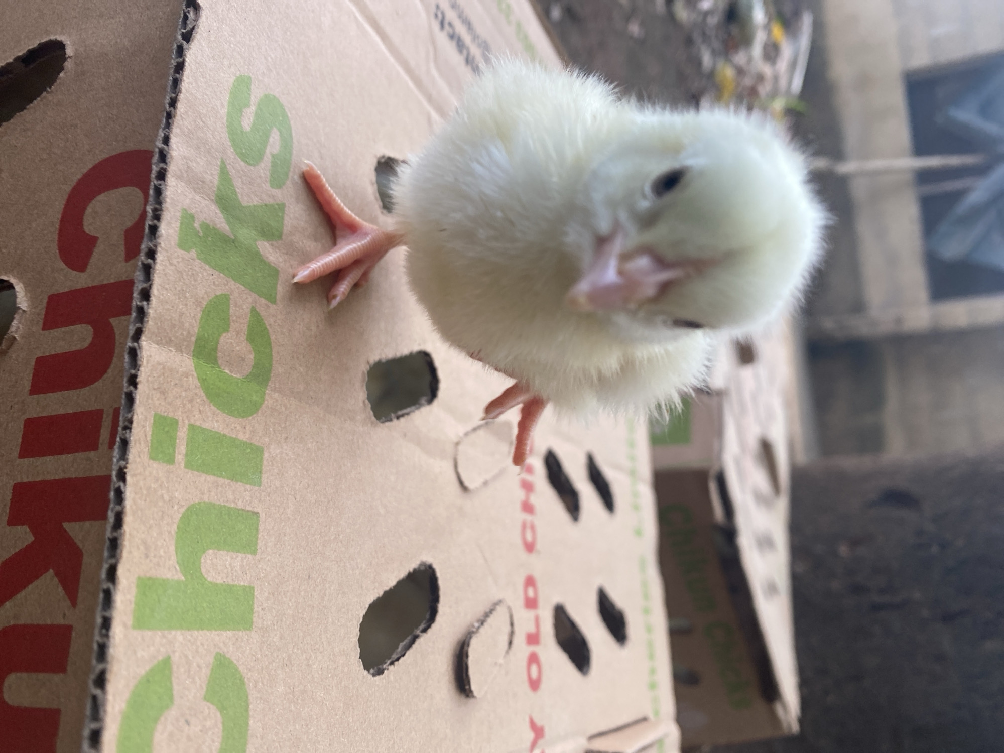 A close-up, low-angle shot features a fluffy, light yellow to off-white chick standing on a cardboard box. The chick's small, pinkish-orange legs and feet are visible, one raised as if mid-step, the other firmly planted. It is looking directly towards the camera with its tiny black eyes and a small, pink beak. The chick's soft down feathers are well-defined.
The chick is positioned on a brown cardboard box, which appears to be a transportation or brooding box, featuring several oblong ventilation holes cut into its surface. Printed text is visible on the box. On the left side, the word "chicks" is printed in large, bold green letters. On another panel of the box, partially visible text in red reads "OLD CHIC", likely part of "DAY OLD CHICKS". The corrugated edge of the cardboard is visible where two panels meet.
The background is softly blurred but suggests an outdoor or semi-outdoor setting. Darker, indistinct shapes and possible ground or structural elements are visible behind and to the right of the chick. The lighting indicates it is daytime. The image captures a moment of curiosity from the young bird. This scene takes place in Maigizo, Nigeria.