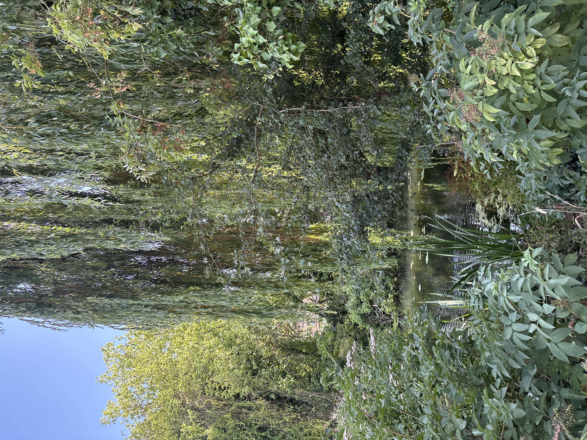 The image depicts a tranquil pond surrounded by lush greenery, with a weeping willow tree dominating the right side of the frame. The pond's surface is partially covered with lily pads and reflects the dappled sunlight filtering through the dense foliage. Tall reeds grow along the pond's edge, adding to the naturalistic setting. In the background, a building with a reddish-brown facade is visible through a gap in the trees, hinting at a proximity to urban life. The overall impression is one of a secluded natural oasis within a city, likely a park or a garden. While the exact location in Chelmsford is not explicitly stated, the presence of the pond and the mature trees suggests a well-established public space or private garden. There are no people or animals visible in the image, and no actions or interactions are taking place. The lighting suggests it is daytime, possibly late afternoon, given the warm tones and the long shadows cast by the trees. The environment is dense with vegetation, creating a sense of enclosure and privacy.
