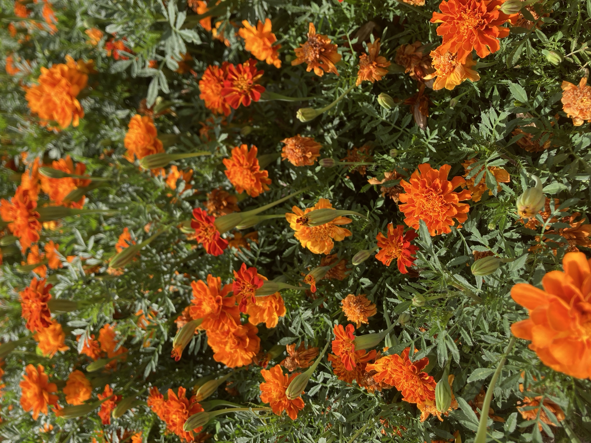 A dense, outdoor, high-angle, full shot features a patch of blooming orange marigolds in Lloret de Mar, Spain. The flowers are in various stages of bloom, with some fully open and others as buds. The petals are a vibrant orange, some with tinges of yellow or red. The green foliage is lush and abundant, providing a backdrop for the bright blossoms. The scene is illuminated by natural sunlight, casting soft shadows and highlighting the textures of the flowers and leaves. There are no people or animals visible in the image.