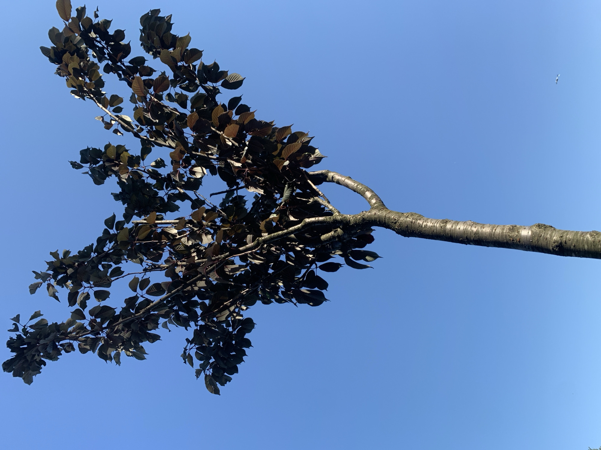 A dark-leaved tree extends from the bottom of the frame upwards against a clear, bright blue sky. The tree's trunk is rough and textured, with branches fanning out, covered in numerous oval-shaped, dark purple or reddish-brown leaves. The lighting suggests it is daytime. In the lower right quadrant of the sky, a tiny white speck, possibly a distant bird or airplane, is visible. The image does not provide specific details to indicate its location in Kolomyia, Ukraine.