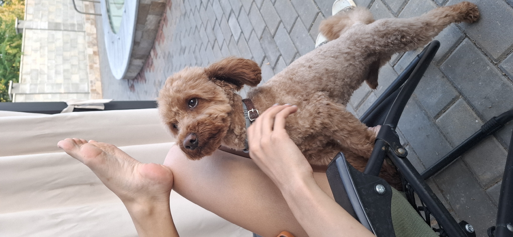 A toy poodle stands on a black folding chair, its front paws resting on the seat. The poodle is looking up towards a person's foot, which is positioned above it. The person's bare foot is in the air, with the heel visible. A hand is also visible, gently stroking the poodle's back. The scene takes place outdoors on a paved patio. In the background, a pool or hot tub is partially visible, along with a stone wall and some greenery. The overall impression is one of a relaxed, outdoor setting.