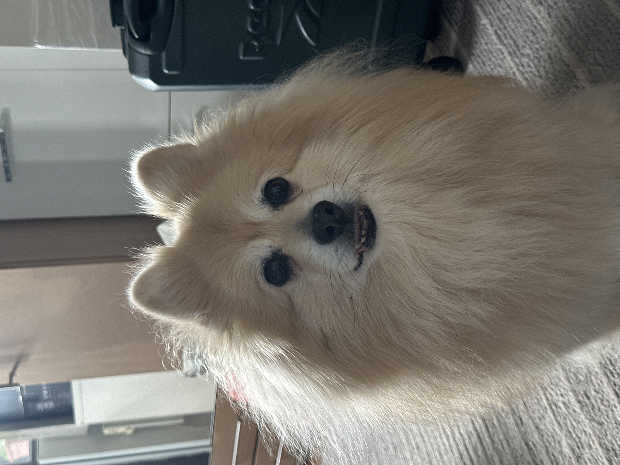 A fluffy, light brown Pomeranian dog is shown from the chest up, facing the camera directly. The dog has dark eyes and a black nose. Its mouth is slightly open, revealing some teeth and a pink tongue. The dog's fur is voluminous, especially around its face and neck. The background is out of focus, but appears to be an indoor setting with wooden elements, a white cabinet, and a dark green object, possibly a suitcase, to the right. The lighting suggests it is daytime, with light casting shadows on the dog's fur.