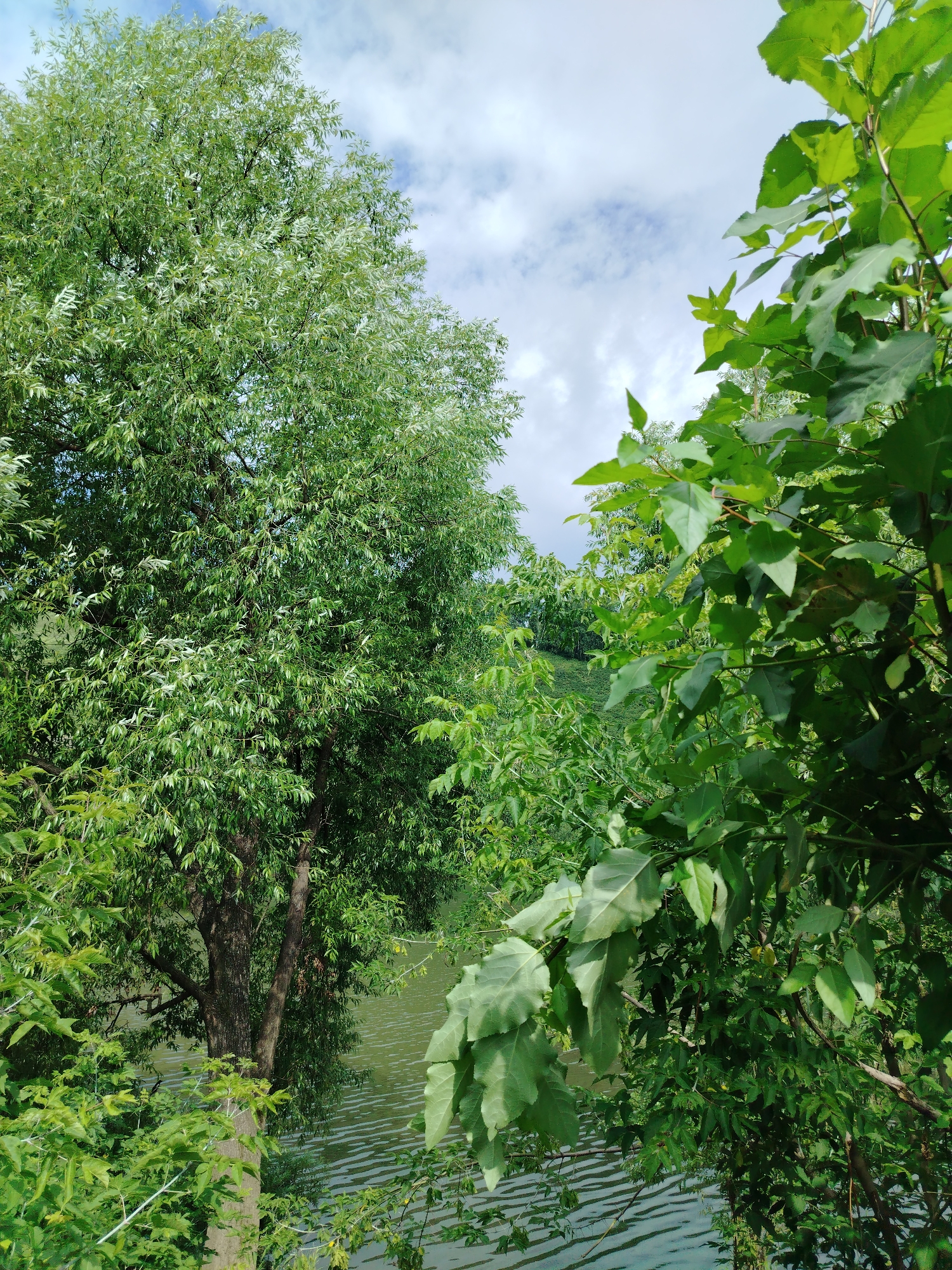 The image depicts a natural scene, likely a park or a waterfront area, in Kaltan, Russia. Dense green foliage, consisting of large trees with varying leaf shapes, dominates the foreground and midground. On the left, a large tree with slender leaves, possibly a willow, is prominent. To the right, a tree with broader leaves is visible. Between the trees, a body of water, appearing to be a river or lake, can be seen, with ripples on its surface suggesting a gentle breeze. The water is a muted green color. The sky above is partly cloudy, with white clouds scattered against a light blue backdrop. The overall impression is one of a serene, verdant natural environment. There are no people or artificial structures visible in the image.