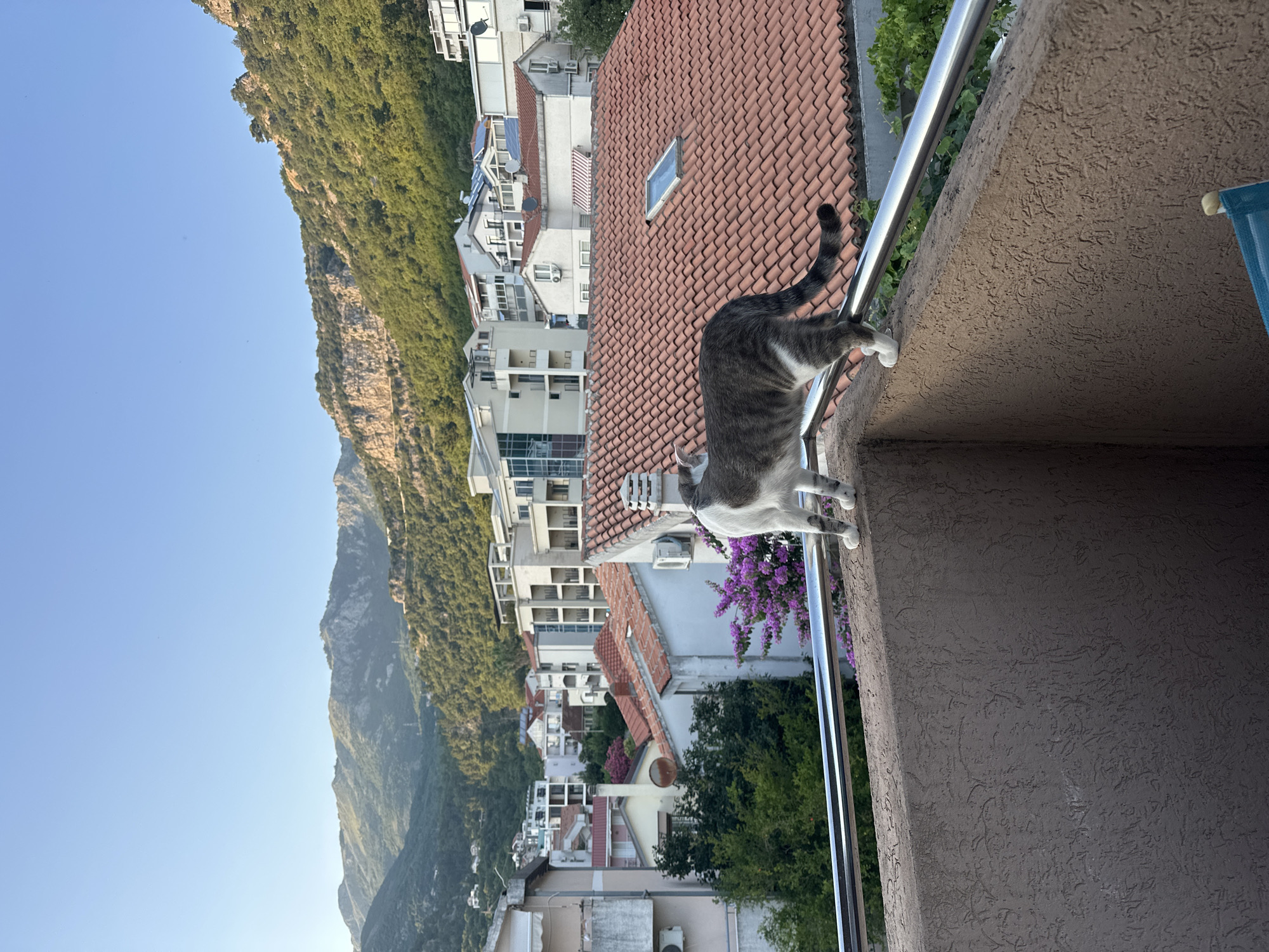 This is a horizontal, eye-level, medium shot of a tabby cat balancing on a balcony railing with a view of Budva, Montenegro. The cat, predominantly grey with white markings, is captured in mid-action, with its front paws reaching out and its body arched. Its tail is raised and curved, adding to the sense of movement. The background showcases a dense, green mountainside that slopes down towards a cluster of buildings with red-tiled roofs and white facades. The architecture suggests a Mediterranean coastal town. The bright, clear sky indicates it is daytime, likely morning or late afternoon given the soft light. The overall mood is peaceful and serene, highlighting the cat's playful interaction with its environment against a picturesque backdrop. There is no visible text in the image.