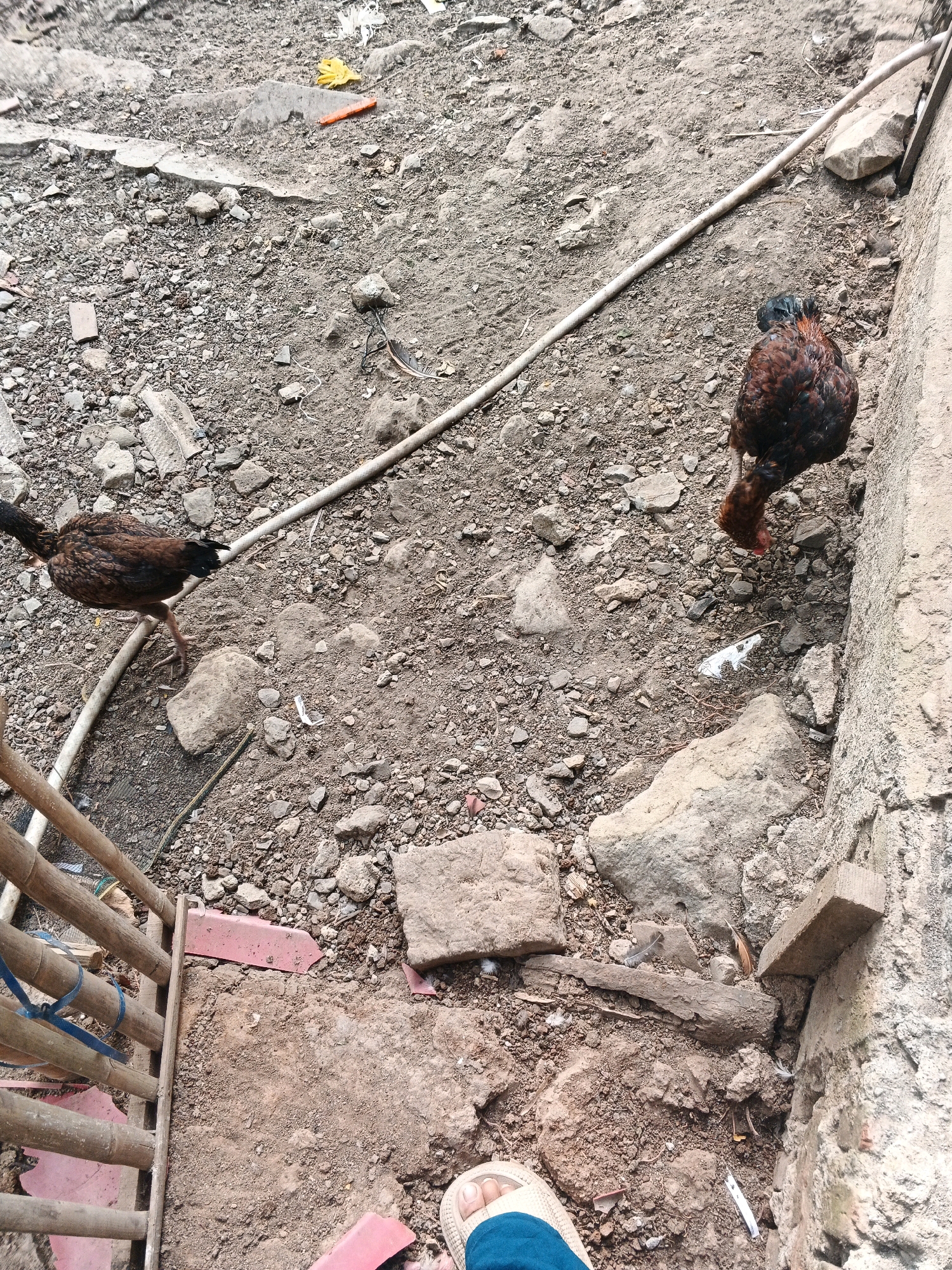The image depicts an outdoor scene in Karangjengkol, Indonesia. The ground is primarily composed of dirt, gravel, and scattered debris, including rocks and broken concrete. A light-colored hose runs diagonally across the scene. Two chickens are visible. One chicken, in the foreground on the left, is brown and black and appears to be walking. The second chicken, in the middle ground on the right, is dark brown and black with some red on its neck and head, and it is foraging. To the left, a bamboo structure with blue bindings is present, suggesting it might be part of a fence or enclosure. A person's foot wearing a sandal is visible in the lower right corner, indicating the photographer's presence. The overall environment appears to be an unpaved, possibly rural or semi-rural area.