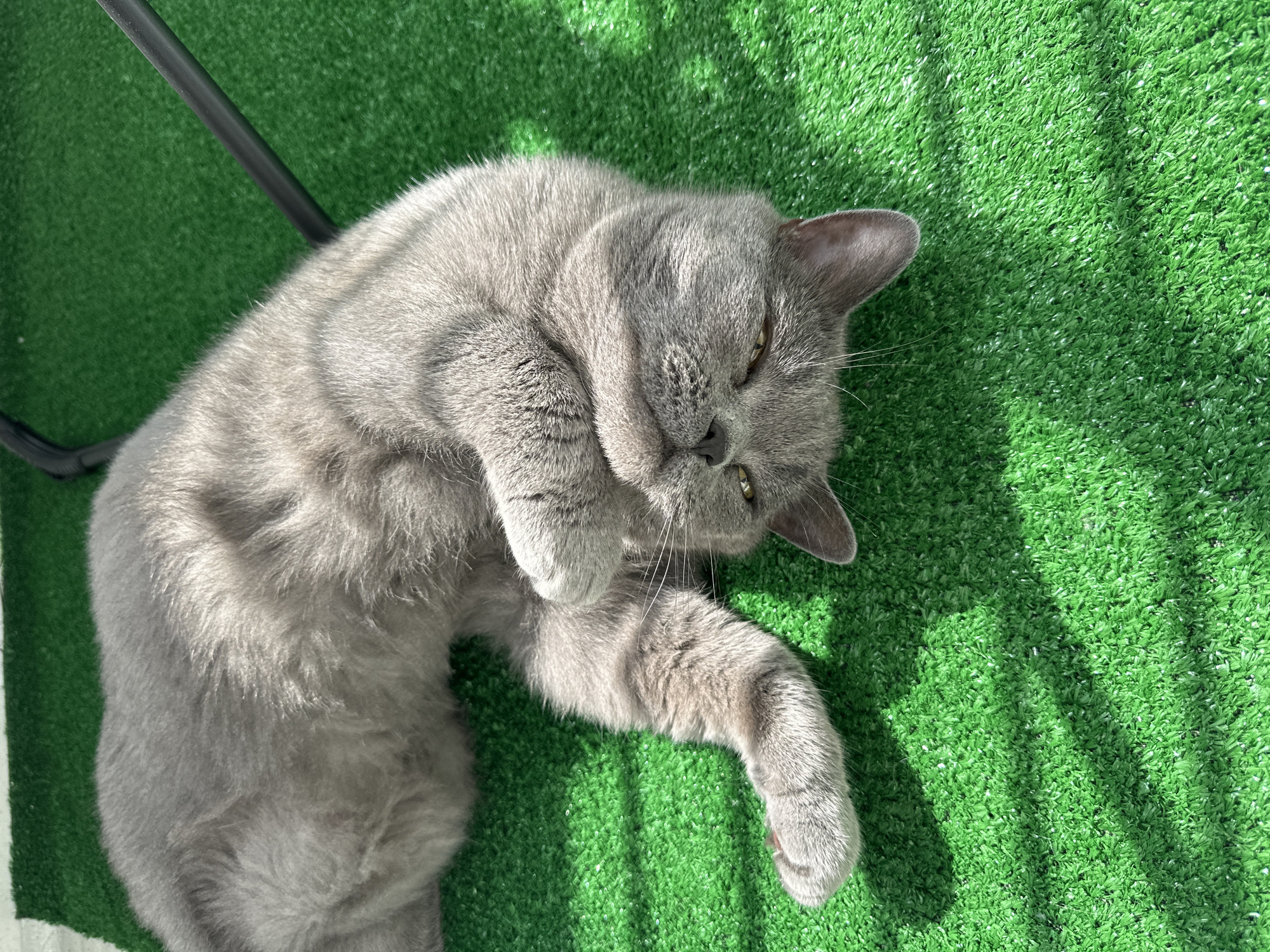 An upside-down, gray cat is lying on its back on a bright green artificial turf surface, with its paws tucked near its face. The cat's eyes are partially open, and it appears relaxed. The scene is illuminated by sunlight, casting shadows on the turf. A dark, curved object, possibly a chair leg, is visible in the upper right corner of the image. The image does not provide any information about the location in Malye Ust'ya, Russia.