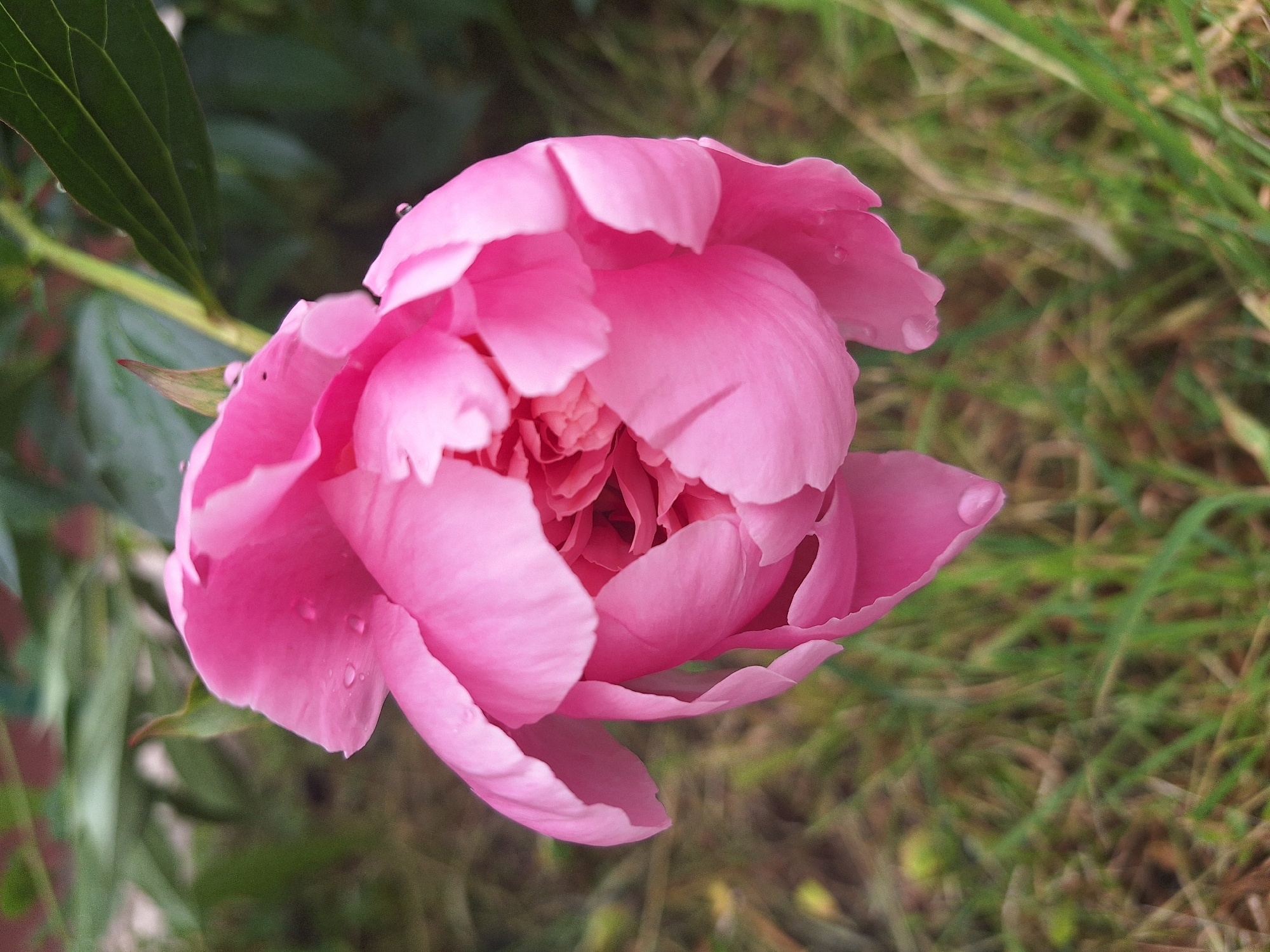 A partially opened, vibrant pink peony flower is the central focus of the image. The flower is positioned slightly off-center to the right and angled downwards. Its delicate petals are layered, with some droplets of water visible on their surfaces, suggesting recent rain or dew. The background is softly blurred, featuring green foliage and blades of grass, indicating an outdoor setting, likely a garden or park. The ground is covered in a mix of grass and dry, brown organic matter. The lighting appears to be natural daylight, casting subtle shadows and highlighting the texture of the petals. The image's perspective is a close-up shot, emphasizing the intricate details of the peony. The city of Новое, Russia is not present in the image.