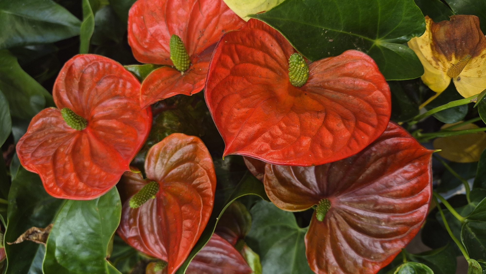 The image is a close-up, top-down view of several vibrant red and deep red anthurium flowers with green spadices, nestled amongst lush green leaves. Some of the flowers are bright red and have a glossy texture, while others are a deeper, almost brownish-red and appear slightly less fresh. There are also hints of yellow and brown in some of the lower leaves, suggesting they might be wilting or past their prime. The overall impression is one of a densely planted, colorful floral display. There is no indication of the city of Jēkabpils, Latvia, or any urban environment within the image itself.