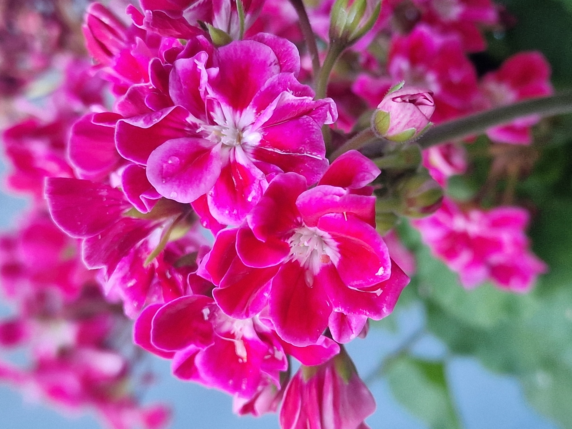 A close-up, vertical shot features vibrant fuchsia geranium flowers against a soft blue and green background. The flowers are in various stages of bloom, with some fully open and others as buds. The petals have a delicate texture, with water droplets visible on some surfaces. The image is sharp and in focus on the foreground flowers, with the background blurred, creating a sense of depth. The lighting is soft and natural, highlighting the rich colors of the petals. The setting appears to be outdoors, possibly a garden or park.