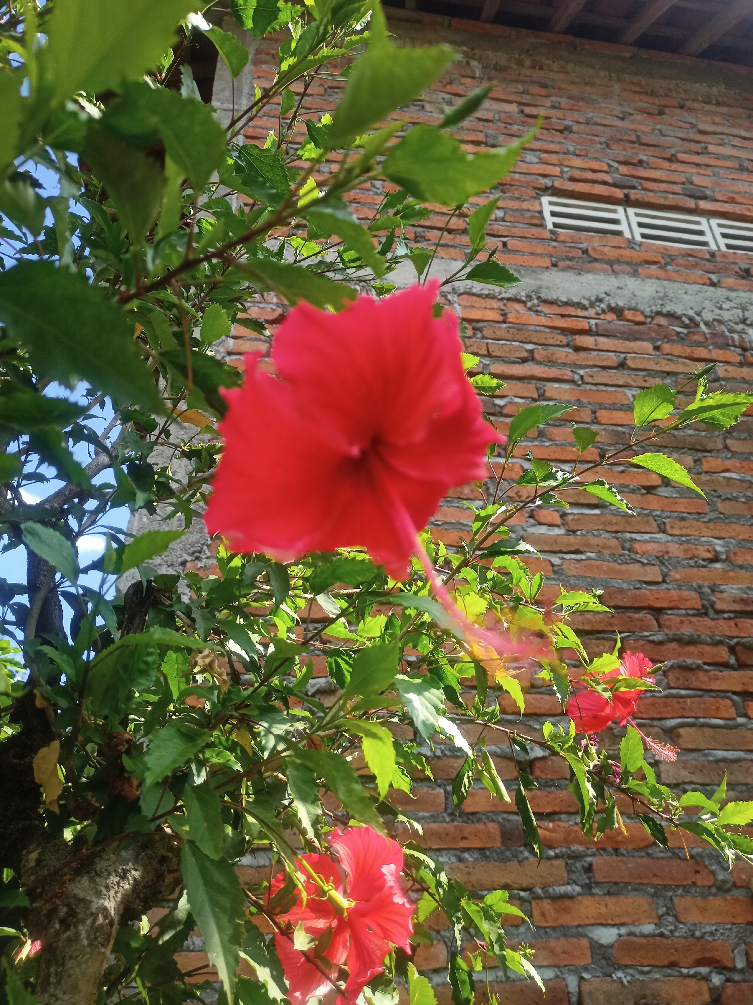 The image displays a close-up view of a vibrant red hibiscus flower in the foreground, its petals slightly blurred due to the shallow depth of field. The flower is part of a green bush with numerous leaves, some of which are also slightly out of focus. Behind the foliage and flower, a textured brick wall is visible. The bricks are predominantly orange and brown, laid in a horizontal pattern with visible mortar lines. Above the brick wall, the edge of a wooden roof and a sliver of blue sky can be seen. In the upper right portion of the brick wall, a rectangular window with horizontal slats is present. The overall scene suggests an outdoor environment, possibly a garden or yard adjacent to a building, in the village of Karangtalun, Indonesia.