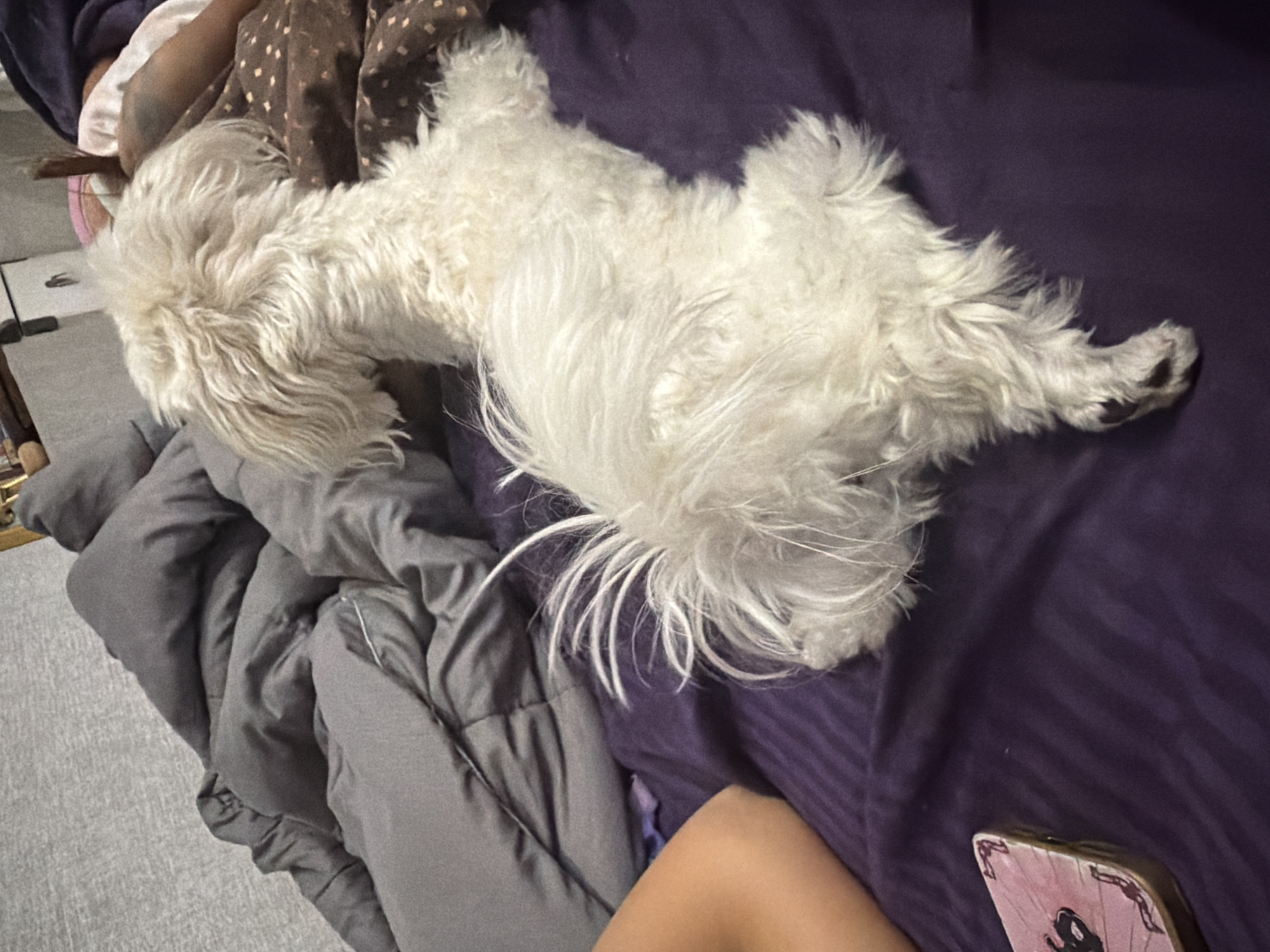 A small, white, fluffy dog with its back to the camera is lying on a bed with a purple comforter. The dog's head is turned to the left, and its tail is fanned out. The bed is covered with various blankets and pillows, some of which are gray and some have a brown and white polka dot pattern. To the left of the dog, a person's arm is visible, and a pink and gold phone case with a black design is on the purple comforter. The scene appears to be an indoor setting, likely a bedroom.