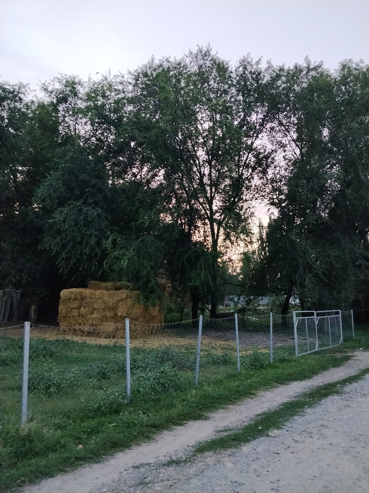 The image depicts a rural scene in the city of Djany-Pahta, Kyrgyzstan, likely during twilight. In the background, a dense canopy of green trees dominates the frame, with hints of a pale pink sky peeking through the branches. To the left, a stack of golden hay bales is visible, resting on a patch of dry grass. A chain-link fence with metal posts runs horizontally across the mid-ground, separating the hay and a grassy area from a dirt path in the foreground. To the right of the fence, a metal gate stands open. The ground on either side of the path is covered in green grass and some scattered debris. The overall impression is one of a quiet, agricultural setting. There are no people or animals visible in the image.