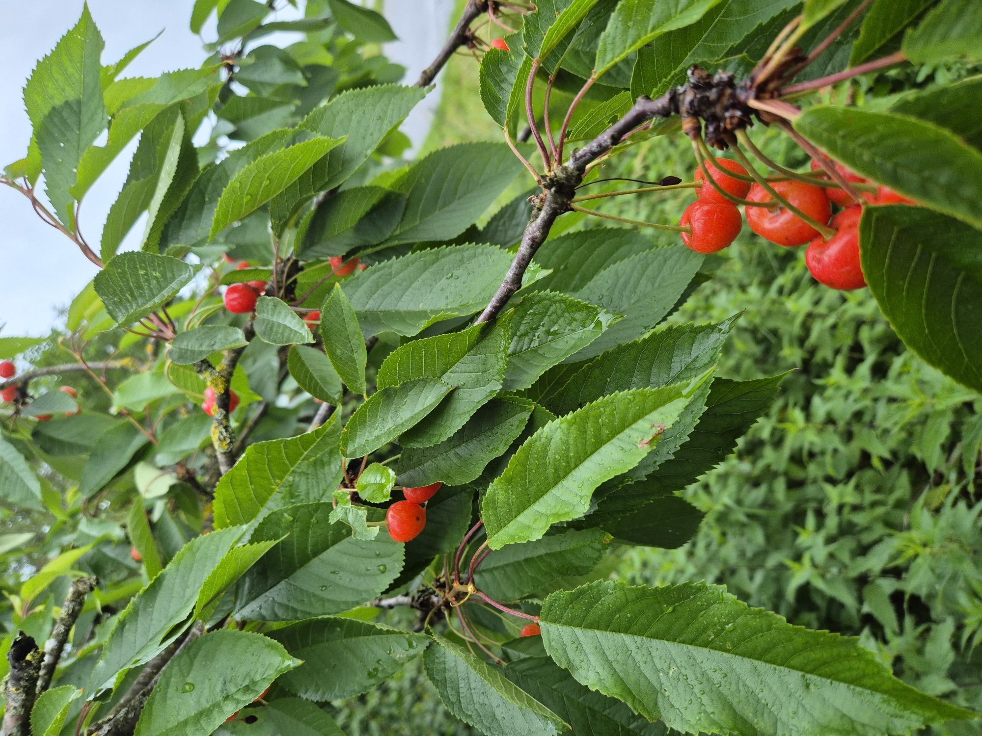 A close-up shot captures a branch of a cherry tree laden with ripe, red cherries and lush green leaves. The leaves are wet, indicating recent rain. The branch is dark and textured, with some moss growing on it. In the background, out of focus, is a blur of green foliage and a hint of a road or pathway. This scene is located in Essenbach, Germany.