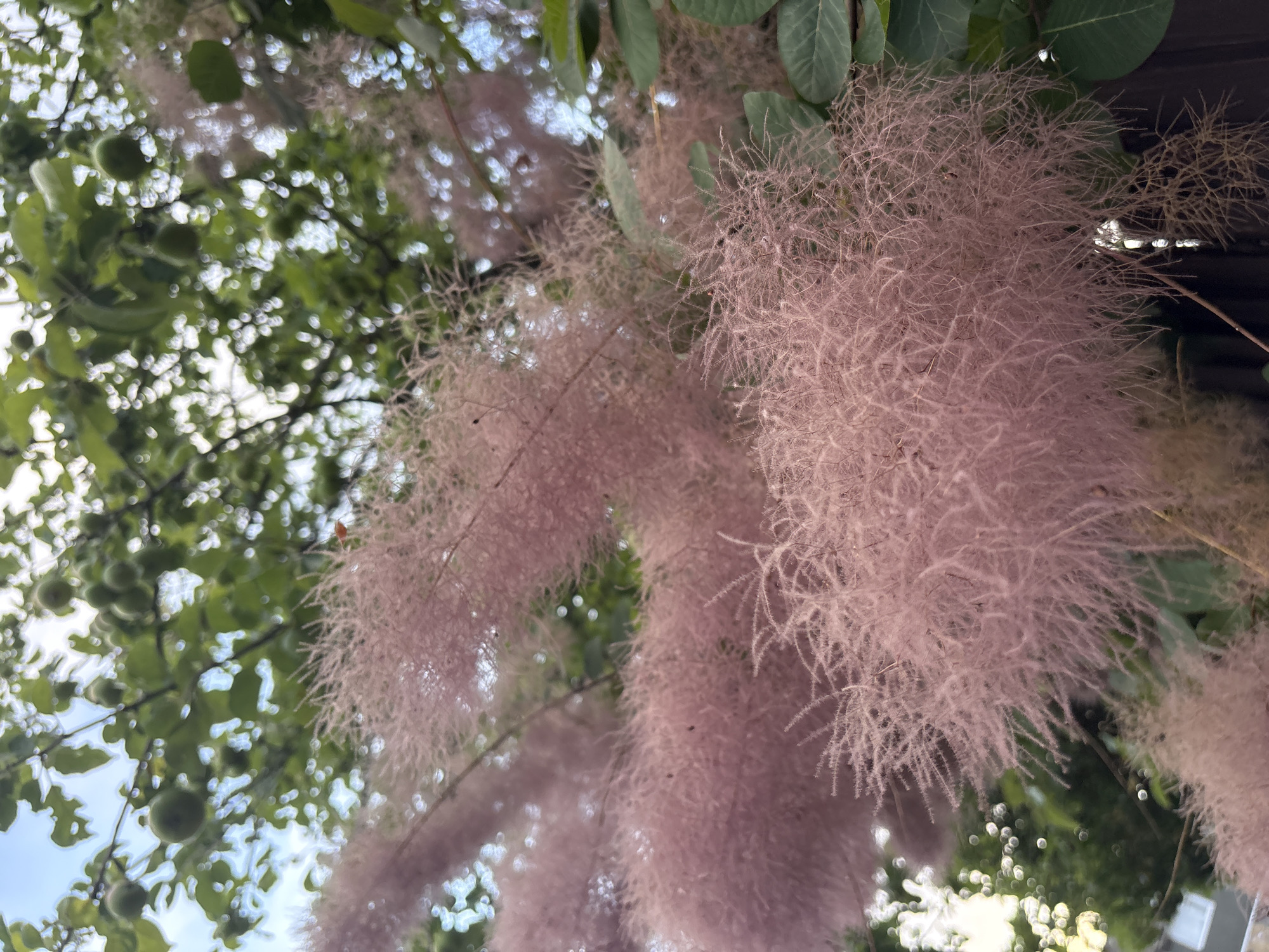 The image shows a close-up view of a smoke bush tree with its characteristic fluffy, pinkish-purple flowers. The branches are laden with these blooms, which create a soft, airy texture. In the background, green leaves and some round, green fruits are visible on other branches, suggesting the presence of other plants or parts of the same tree. The sky is partly visible and appears to be blue with some white clouds. A dark wooden fence runs along the bottom of the frame, indicating the tree is likely in a garden or yard. Some out-of-focus lights and structures are also faintly visible in the lower left corner. There are no people or animals present in the image. The location is specified as a city in Chelmsford, United Kingdom.