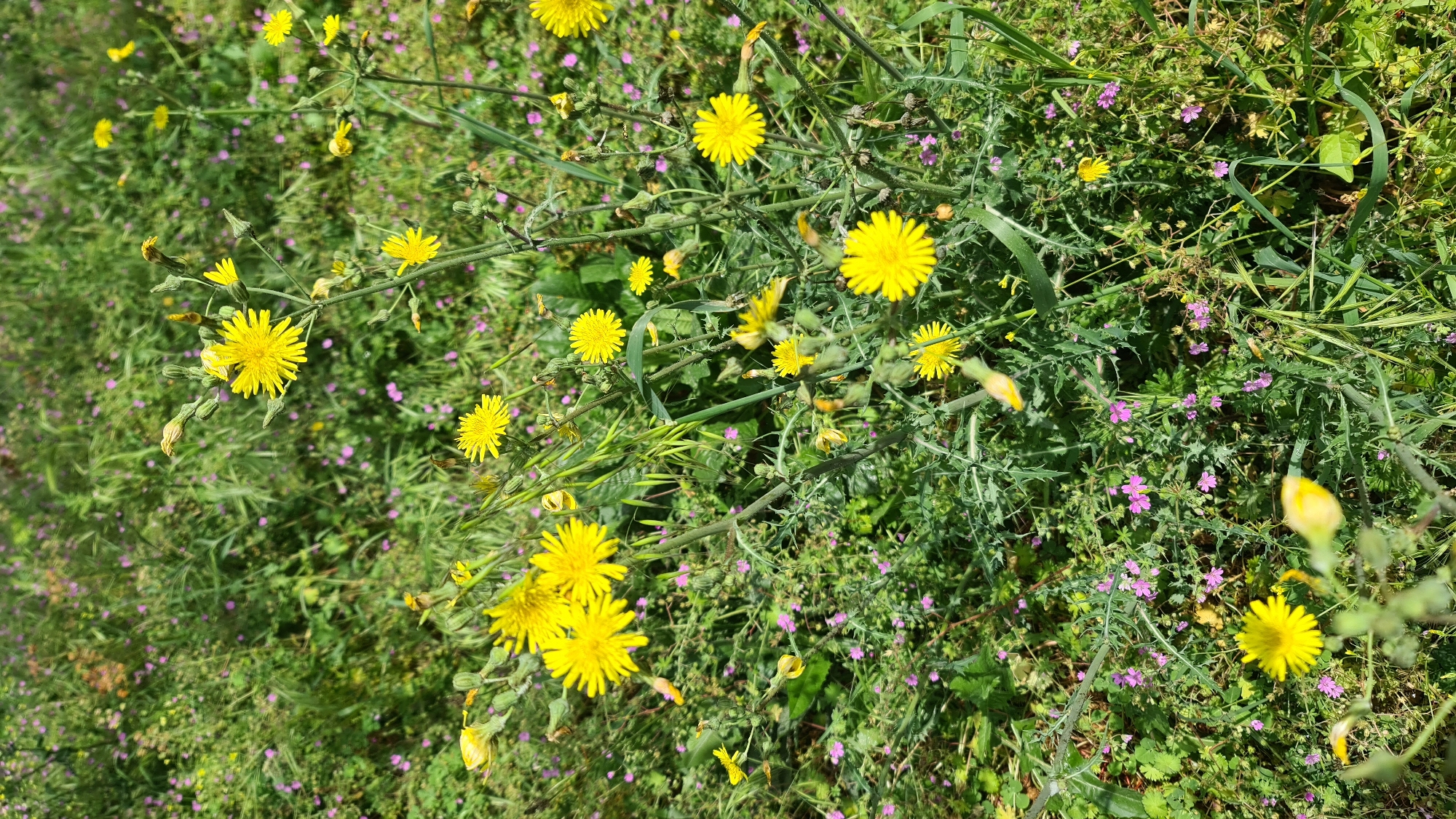 The image displays a vibrant close-up of a dense patch of wildflowers and green vegetation, suggesting an uncultivated area. The primary subjects are numerous small, bright yellow flowers with multiple ray florets, typical of plants like hawkbits or dandelions. These yellow flowers are scattered throughout the frame, some fully open, others as buds or partially closed. They grow on slender, branching green stems.
Interspersed among the yellow blooms and green foliage are many tiny, delicate purple or pinkish-purple flowers, each with five distinct petals, adding a contrasting splash of color. The background and foreground are filled with various green leaves, stalks, and grasses of different textures and shapes, some appearing to have serrated edges.
No specific activity or event is taking place, beyond the natural growth and blooming of these plants in what appears to be a wild meadow or roadside verge.
Notable details include the bright, natural sunlight, indicating a clear, sunny day. The lighting is even, suggesting midday sun. The image conveys a sense of wild, untamed nature. The location context provided is Budva, Montenegro, placing this scene within the local flora of that region. There is no visible text in the image.