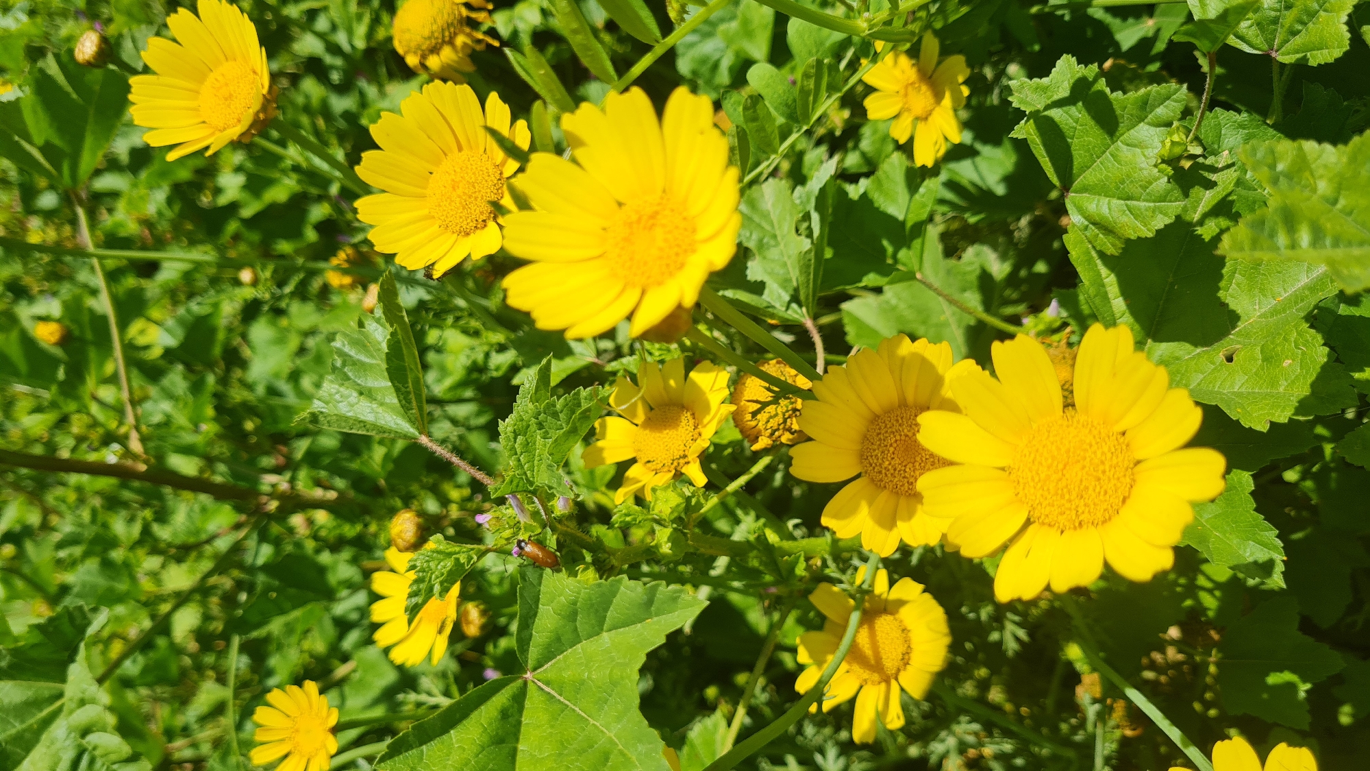 The image shows a patch of bright yellow daisy-like flowers growing amongst various green plants. The scene is sunlit, casting shadows across the foliage. A small brown beetle is visible on a leaf. The location is Lachish Regional Council, Israel, implied by the setting.