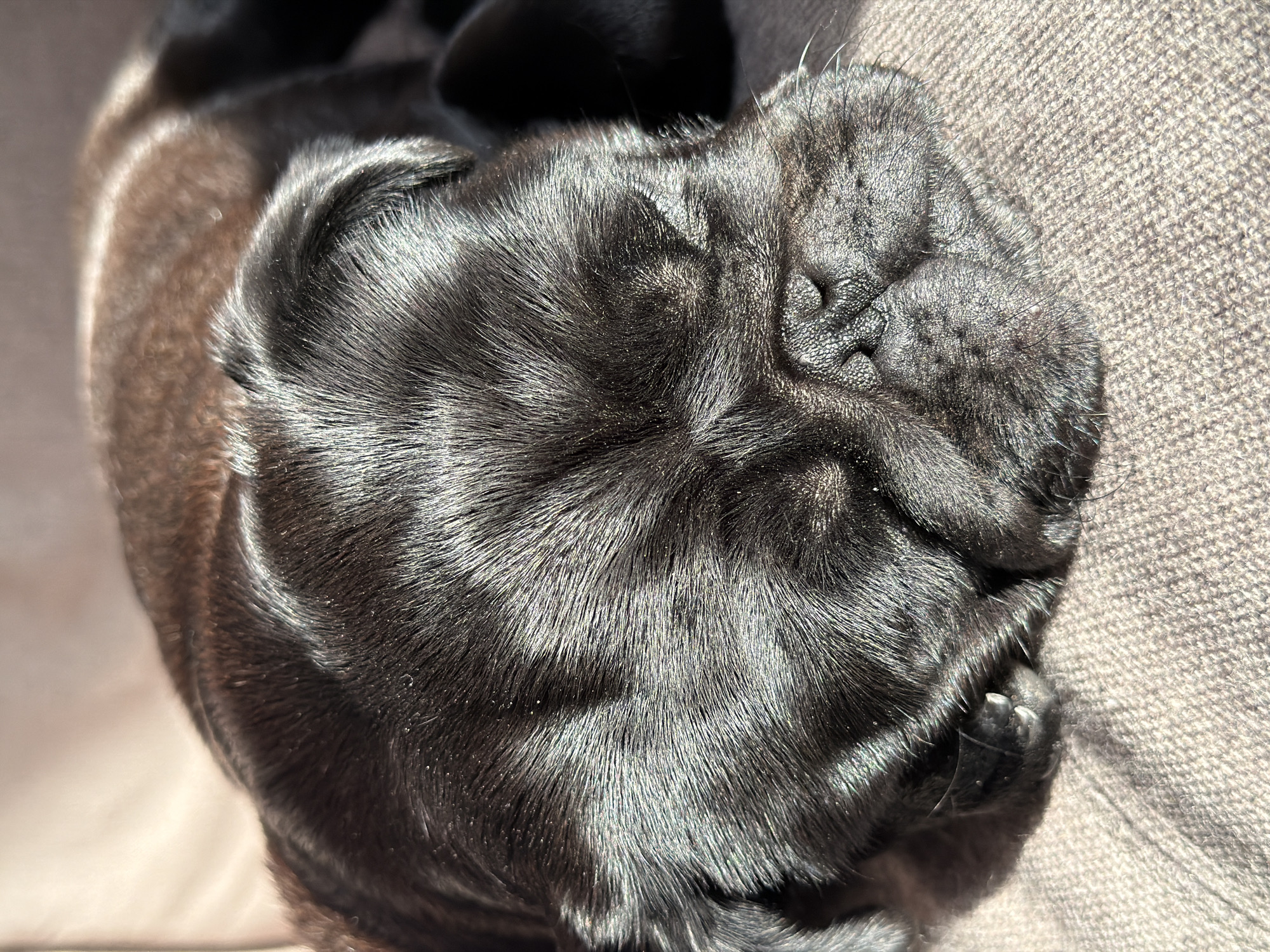 A black pug puppy is sleeping peacefully on a brown textured surface, likely a couch or blanket, illuminated by bright sunlight which casts shadows and highlights the fur. The puppy's face is turned slightly to the right, with its eyes closed and its snout wrinkled. The background is softly blurred, suggesting a shallow depth of field. The scene appears to be indoors, given the texture of the surface and the way the light is falling. There are no identifiable features of the city of Sirius, Russia, in this image.