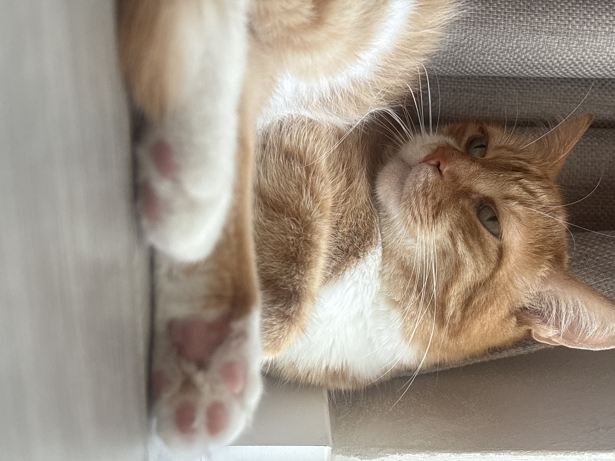 An orange and white cat is depicted lying on its back, viewed from above, with its head tilted to the right and looking directly at the camera. The cat's body is mostly visible, featuring prominent orange fur with significant white markings on its chest, belly, and paws. Its left front paw, with visible pink toe beans, is stretched towards the left of the frame, resting on a light-colored surface. The cat's eyes are a light green or hazel, and it has long, white whiskers fanned out from its snout. The area behind the cat's head is a grey, textured fabric, possibly a sofa or cushion, while a lighter, more uniform surface runs along the left side of the image, where the cat's paw is. The lighting suggests an indoor setting during the daytime. The cat appears relaxed and calm, giving a soft, inquisitive gaze. No text is visible in the image. The scene takes place in Bar, Montenegro.