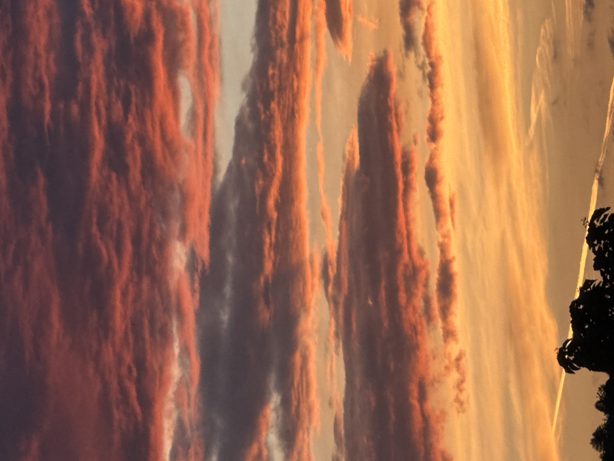 This is a vertical, eye-level, close-up shot of a sunset over an unspecified location. The sky is filled with layered clouds that are illuminated by the setting sun, casting hues of orange, pink, and purple. The clouds are textured and appear to be wispy and elongated, suggesting a dynamic sky. In the lower portion of the image, a silhouetted treeline can be seen against the brighter sky, with a faint contrail stretching diagonally across the scene from left to right. The overall impression is one of a dramatic and colorful sky.