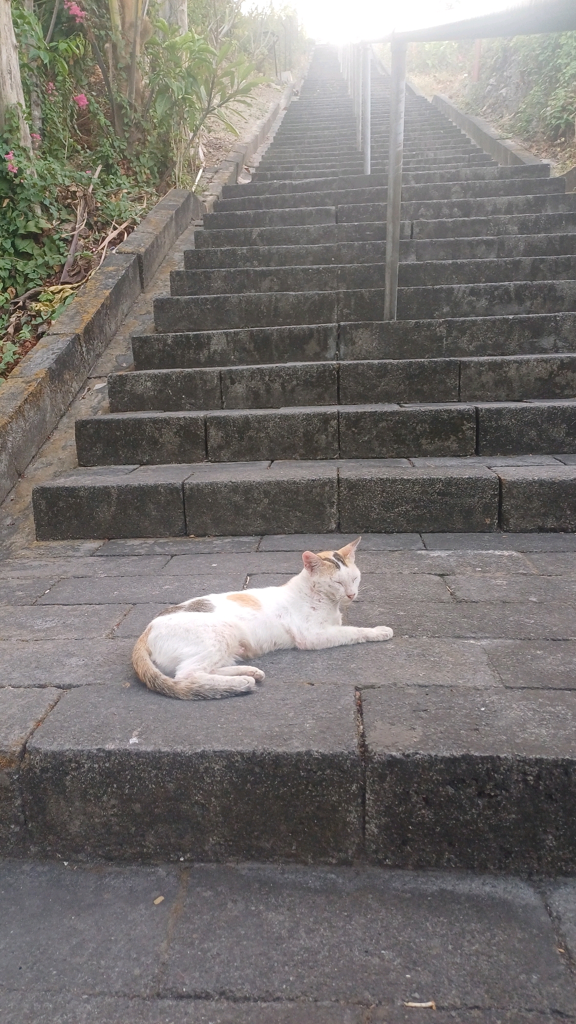 The image depicts an outdoor scene featuring a long, wide staircase made of dark gray stone blocks. The staircase ascends a gentle slope and is lined by concrete retaining walls on the left. Vegetation, including leafy plants and some pink flowers, grows on the embankment to the left of the stairs. A thin, weathered metal handrail runs up the center of the staircase. In the foreground, resting on the stone pavement at the base of the stairs, is a medium-sized cat with white fur, patches of orange and gray, and a tabby tail. The cat is lying down with its eyes closed, appearing relaxed. The lighting suggests it is daytime, with bright light emanating from the top of the staircase, possibly indicating the sun or a strong artificial light source. The environment appears to be a pathway or a public space in Tlogopatut, Indonesia.