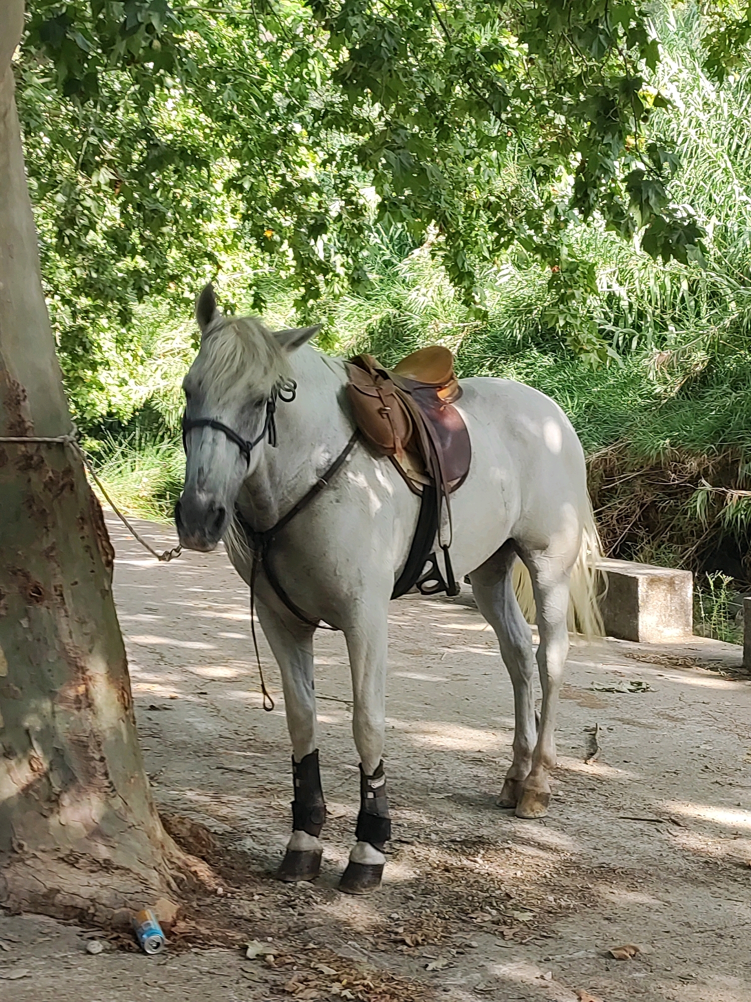 A white horse, equipped with a saddle and protective leg wraps, stands tethered to a tree by a rope. The horse is facing towards the left of the frame, with its head turned slightly towards the viewer. Behind the horse, dense green foliage forms a natural backdrop. The ground beneath the horse is a dirt path. To the right of the horse, a low concrete structure is visible, bordering a dense area of green reeds or tall grass. A discarded aluminum can lies on the ground near the base of the tree on the left. The image appears to be taken outdoors in a natural setting, possibly a park or trail area.