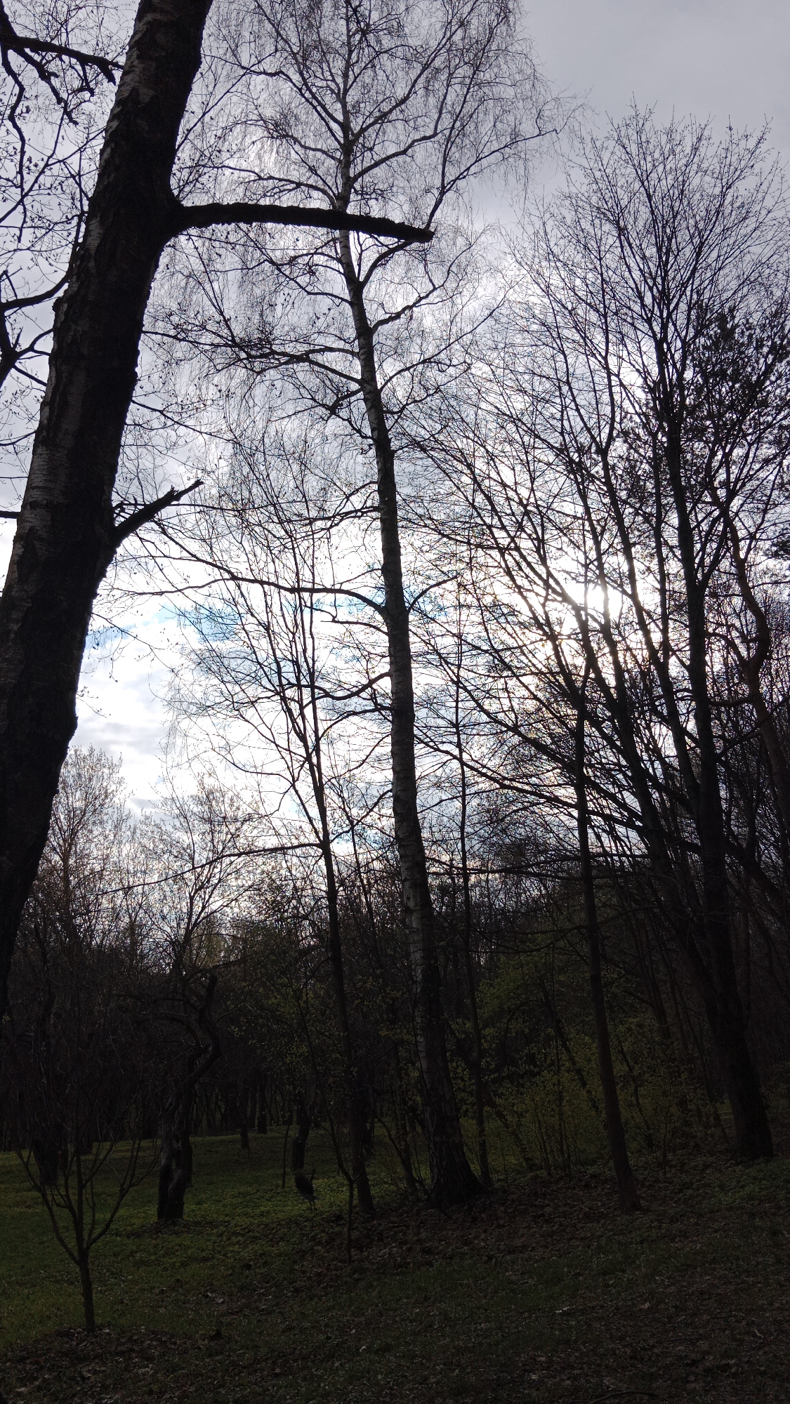 This vertical image captures a quiet, natural scene within a park or forest in Moscow, Russia, likely during late winter or early spring. The upper portion of the frame is dominated by the intricate network of bare, dark branches of numerous deciduous trees, silhouetted against a cloudy sky. Patches of brighter sky and hints of blue are visible through the branches, particularly in the upper left and center. Strong sunlight filters through the trees on the right side, creating a visible sunburst effect.
A large, dark tree trunk occupies the left foreground, with a thick horizontal branch extending towards the center. Other tree trunks of varying sizes rise throughout the scene. The lower half of the image is significantly darker, showing the forest floor covered with grass and fallen leaves, particularly towards the right. Green patches of nascent foliage on smaller bushes and young trees are visible in the undergrowth, hinting at the transition into spring. No people or artificial objects are present, and no text is visible. The atmosphere is one of natural quietude, characteristic of a cold, clear day in a wooded area.