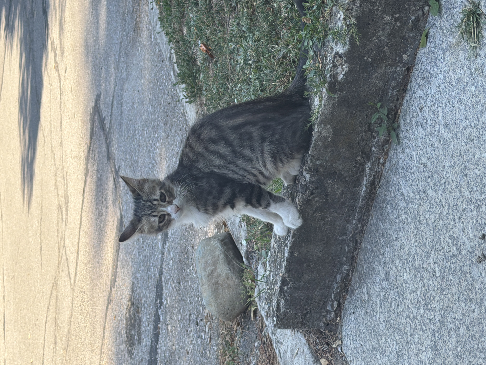 A tabby kitten sits on a concrete curb beside a street, with a patch of grass to its right. The kitten is facing forward, looking directly at the camera. Its fur is a mix of gray and black stripes, with white markings on its chest and paws. A grey rock is visible to the left of the kitten, behind it. The street appears to be asphalt, with some cracks and shadows cast by trees. The scene is outdoors, in what appears to be a residential or urban area. Based on the presence of similar curbs and street construction, this scene could be located in Sofia, Bulgaria.