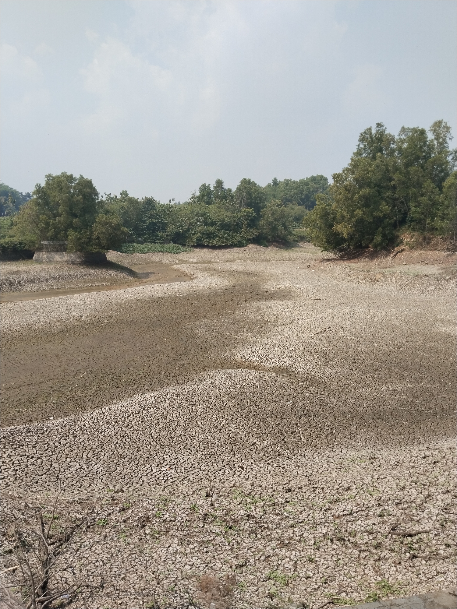 This image depicts a wide, parched landscape, likely a dried-up riverbed or reservoir, under an overcast sky in Unknown, Unknown. The dominant feature is the vast expanse of cracked, dry earth, indicating severe drought conditions.
In the foreground, the ground is heavily desiccated, displaying a prominent pattern of polygonally cracked, light brown to grayish soil. Sparse, dry vegetation and small branches are scattered across this cracked surface.
Moving towards the midground, the cracked earth continues, with variations in texture and color, suggesting different moisture levels or sediment compositions when wet. A narrow, darker channel, presumably the deepest part of the former water body, meanders through the center-left, containing a small amount of damp, darker soil or residual water. The banks of this channel are also dry and cracked.
The background is dominated by dense, green foliage, consisting of numerous deciduous and evergreen trees that line the edges of the dry expanse. On the far left, a substantial concrete structure, possibly a weathered bridge support or a retaining wall, is partially visible and overgrown by trees. The trees on both sides of the dry bed appear healthy despite the immediate environment's dryness, suggesting they access deeper water sources or are adapted to the local climate.
The sky is a pale, hazy blue-gray with diffused light, indicating either an overcast day or atmospheric haze. There are no people or animals visible in the frame, and no discernible actions or interactions are taking place. The scene conveys a strong sense of aridness and environmental impact.