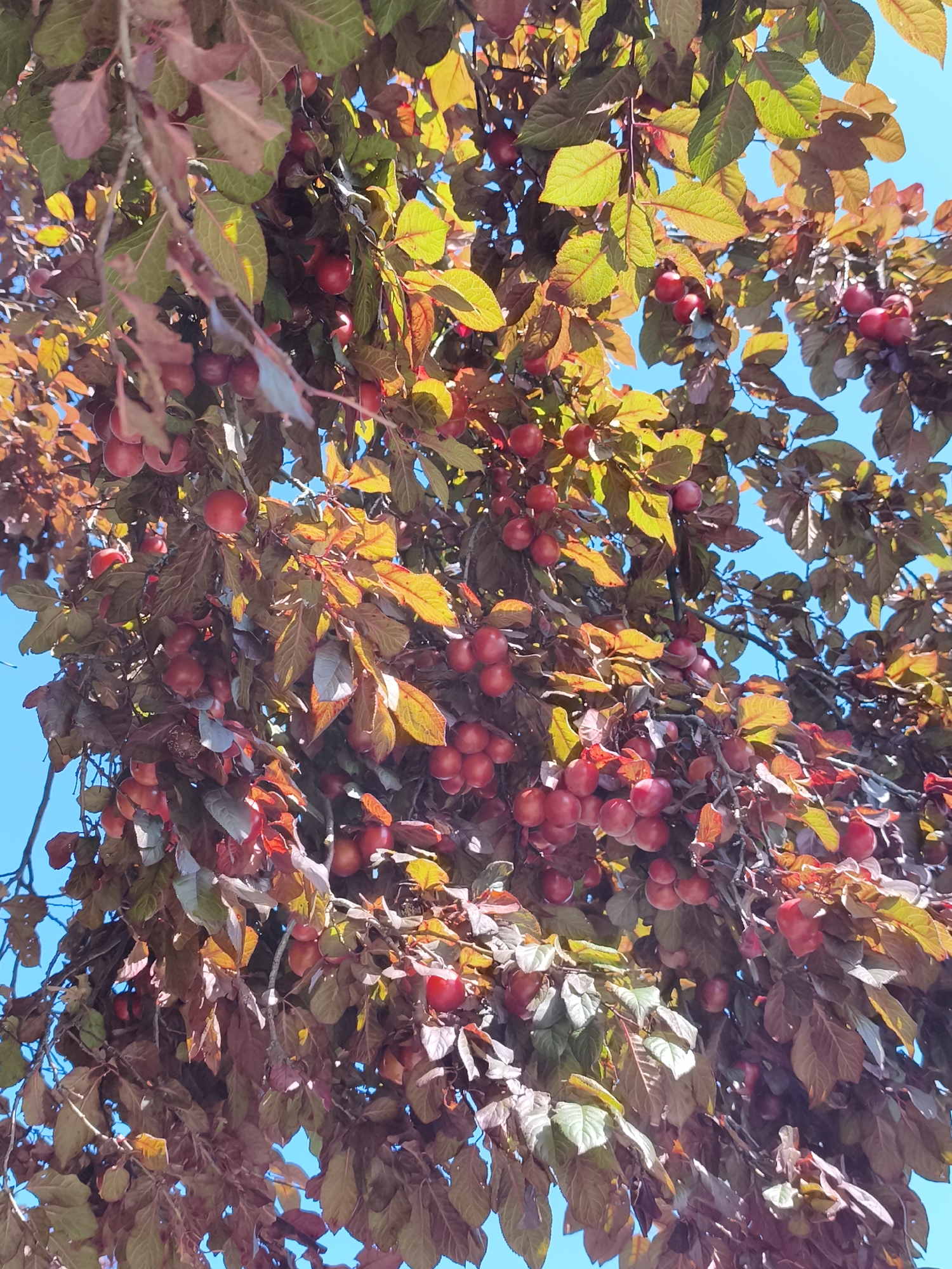 The image shows a close-up view of a plum tree laden with ripe, red plums. The plums are clustered together on branches, surrounded by a mix of green and reddish-bronze leaves. The sunlight filters through the leaves and fruit, creating highlights and shadows. The background is a clear, bright blue sky. The scene appears to be outdoors in a natural setting, possibly a garden or park. It is not possible to determine the specific location within Gdańsk, Poland from the image alone. There are no people, animals, or man-made structures visible.