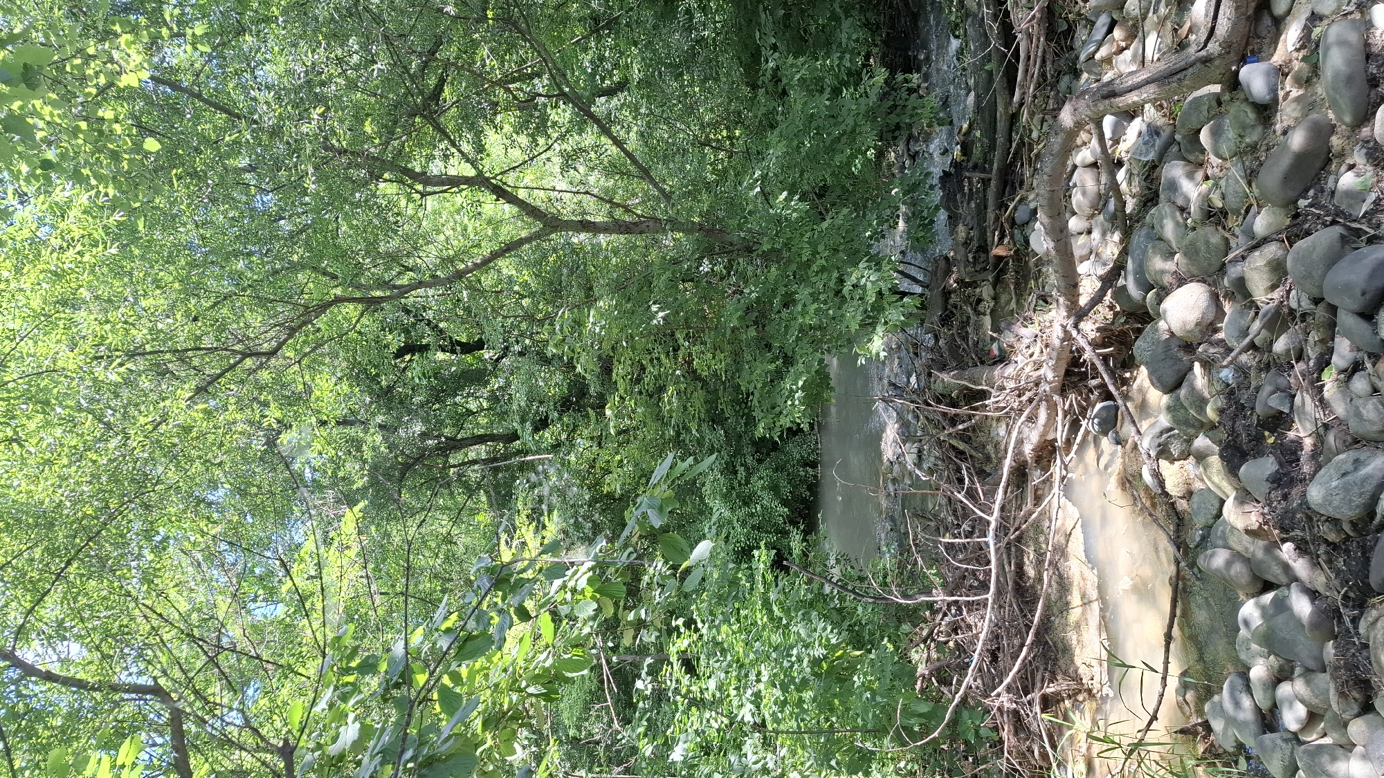 The image depicts a natural scene of a shallow, murky creek flowing through a wooded area. The banks of the creek are lined with numerous rounded stones and fallen branches, some of which create small dams or obstructions in the water. Dense green foliage and trees form a canopy overhead, allowing dappled sunlight to filter through. There are no people or animals visible in the image, and the environment appears undisturbed. The scene is consistent with a natural creek bed in a temperate forest. Without additional context, it is impossible to definitively link this specific image to a precise location within the city of Cherkessk, Russia, as similar natural settings can be found in many geographical areas.