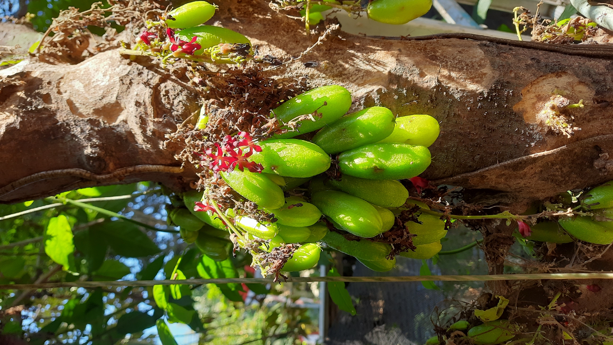 This is a close-up, eye-level shot of a tree trunk in Sumberarum, Indonesia, with several clusters of small, elongated, bright green fruits hanging from it. The fruits are smooth and appear to be slightly translucent in places, with some showing a yellowish tint. Tiny, star-shaped red flowers are visible amongst the fruits and on slender stems. The tree trunk is rough and textured with a brown and gray bark, and there is some dry, brown foliage clinging to it. In the background, out-of-focus green leaves and branches suggest a natural, outdoor setting, with hints of sunlight filtering through. The overall impression is one of natural growth and the bounty of a fruit-bearing tree.