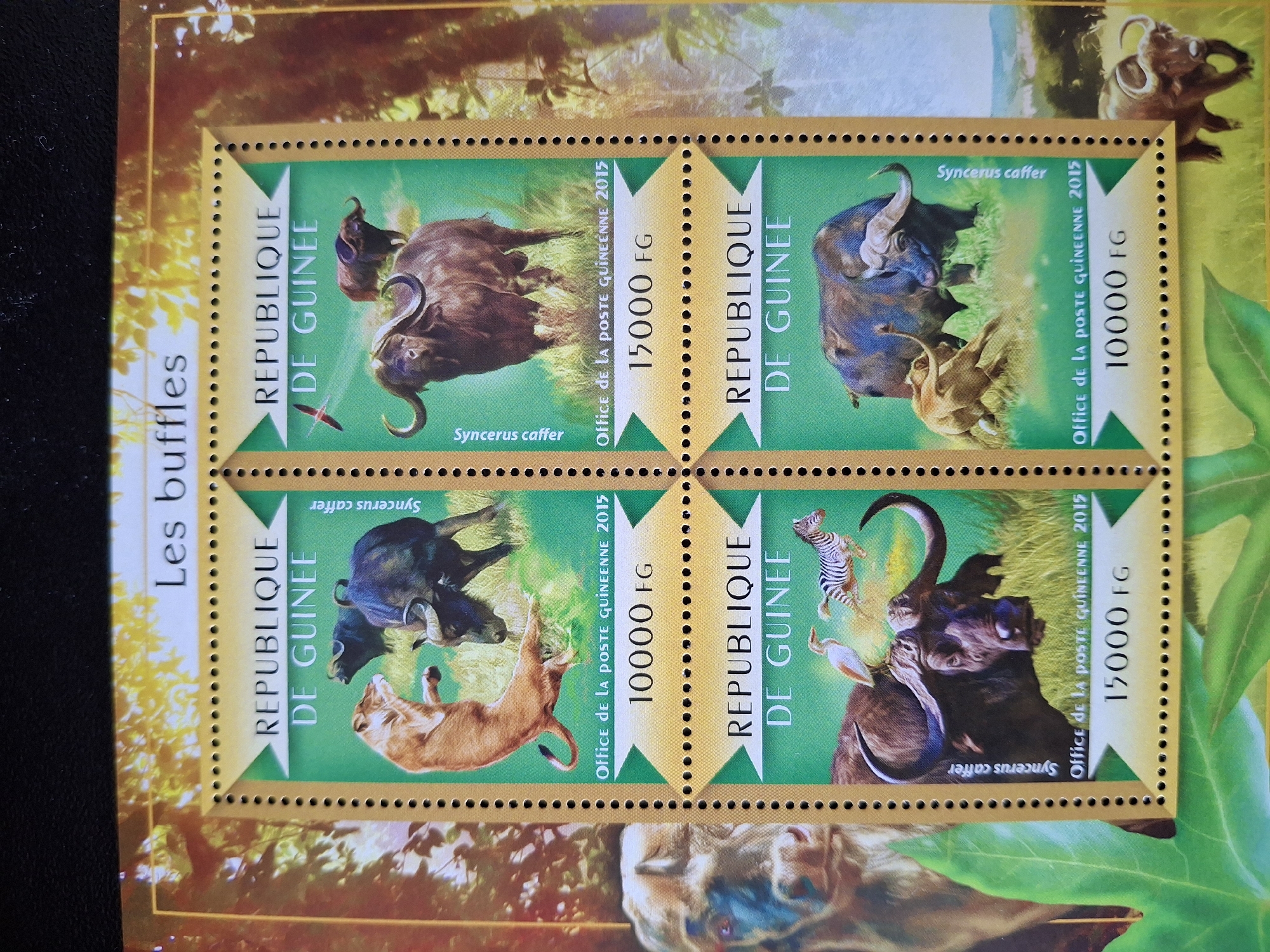 The image shows a block of four postage stamps featuring African buffaloes (Syncerus caffer) issued by the Republic of Guinea. The stamps are arranged in a 2x2 grid. Each stamp has a green background with a depiction of the buffalo and other animals, along with the text "REPUBLIQUE DE GUINEE", "Syncerus caffer", "Office de la POSTE GUINEENNE 2015", and either "10000 FG" or "15000 FG". The stamps are gold-bordered with perforations. The surrounding background is a collage of African wildlife scenery. The text "Les buffles" is visible on the left. There is no indication of the location being Pleven, Bulgaria in the image.