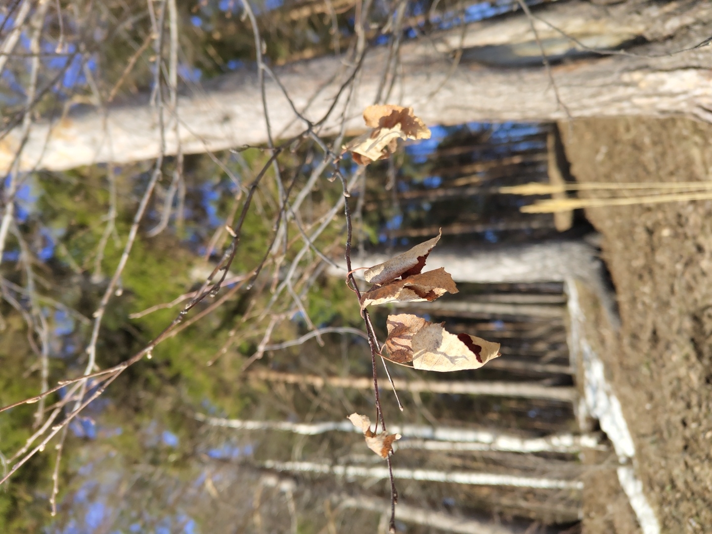 The image presents a winter forest scene. The photograph is oriented vertically, with the viewpoint seemingly low to the ground. In the foreground, a thin tree branch with a few dry, brown leaves is in focus. The background reveals a forest with tall trees, some appearing to be bare, while others have green foliage. Patches of snow are visible on the ground. The sky is blue, visible through the trees. The location is identified as the city of Chaikovsky, Russia.