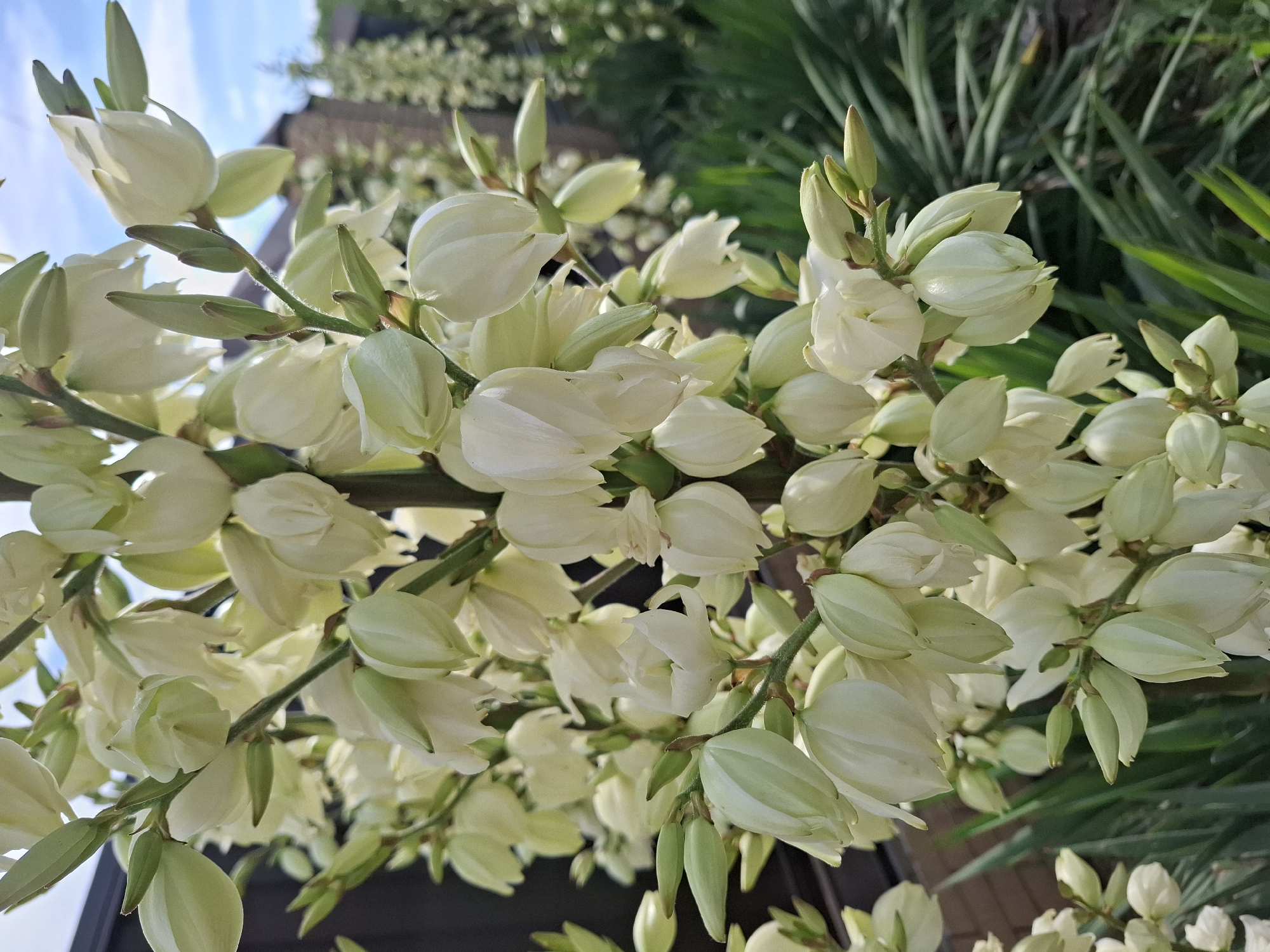 This is a close-up, low-angle shot of a blooming yucca plant with a cluster of white, bell-shaped flowers and green buds on a stem. The flowers are densely packed, with many still in bud form, and some beginning to open. The stem is green and slightly fuzzy. In the background, out of focus, are green yucca leaves, a brick wall, and a bright blue sky with some white clouds. The lighting suggests it is daytime, possibly morning or afternoon, with bright sunlight. The image appears to be taken outdoors in a garden or yard setting in Korenovsk, Russia. There is no visible text in the image.