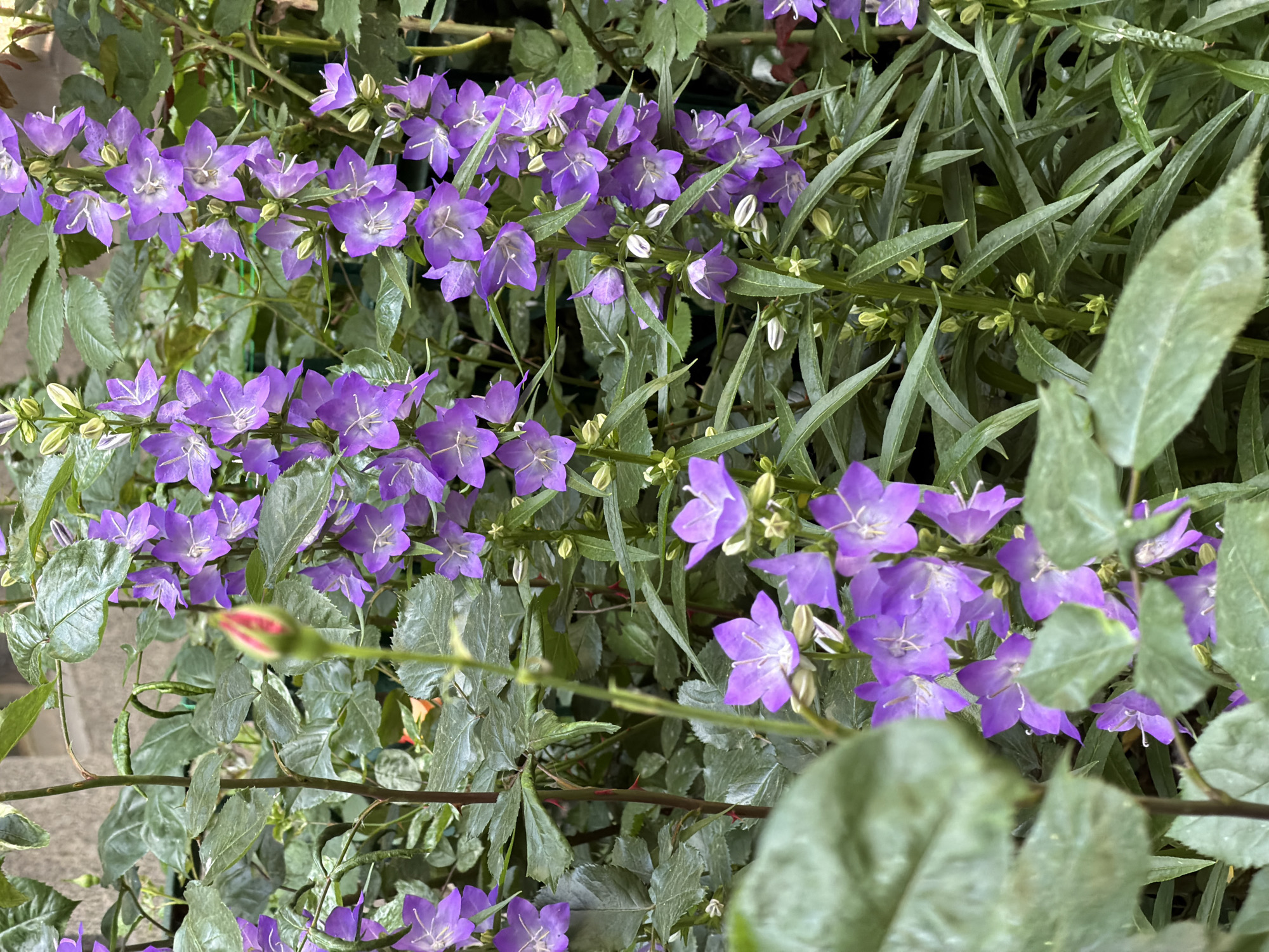 A close-up shot shows a profusion of purple bellflower blossoms intermingled with green foliage. Two distinct leaf types are visible: long, slender, grass-like leaves and broader, more rounded leaves. A singular pink rosebud is also visible. There is no evidence in the image to determine the specific location in Sofia, Bulgaria. No people or actions are visible.
