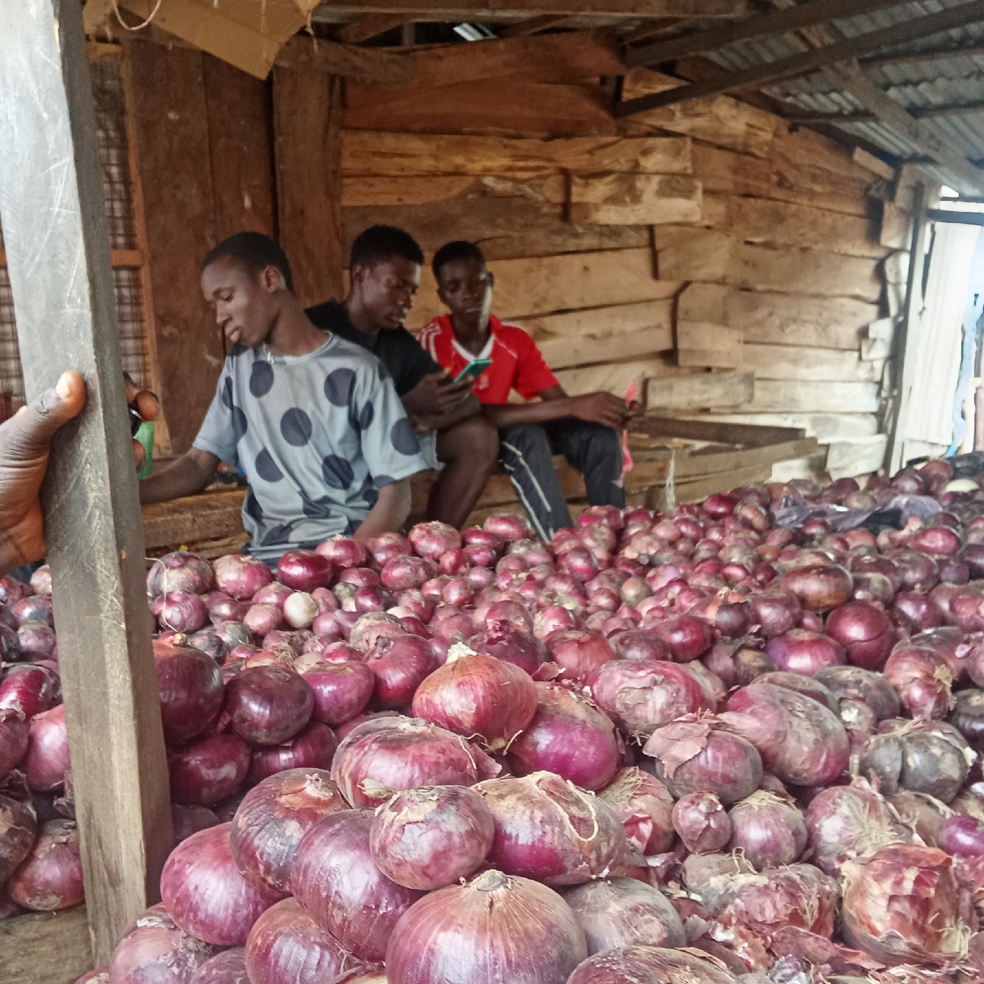 The image depicts an indoor scene, likely a market stall or storage area, abundant with red onions. The setting is constructed from rough, untreated wooden planks that form the walls, and a corrugated metal roof is visible overhead, indicating a simple, utilitarian structure.
In the mid-ground, three young men are present. The man on the left wears a grey t-shirt with dark polka dots and is looking downwards. To his right, a man in a dark t-shirt is seated and focused on a mobile phone. The third man, seated next to him and wearing a red t-shirt with white stripes, holds the mobile phone, appearing to show its screen to the other man. All three men seem to be young adults, possibly taking a break from their activities. Their postures are relaxed.
The foreground and much of the lower half of the image are filled with a large, sprawling pile of red onions. The onions are various shades of red and purple, some with their papery outer skins still attached. A hand is visible on the far left, grasping a prominent wooden beam that runs vertically in the foreground, framing that side of the scene.
The lighting suggests it is daytime, with ambient light illuminating the interior. No specific weather conditions are discernible from the indoor setting. The sheer volume of onions and the wooden structure strongly suggest a market or agricultural storage context in Akwanga, Nigeria. There is no visible text in the image.